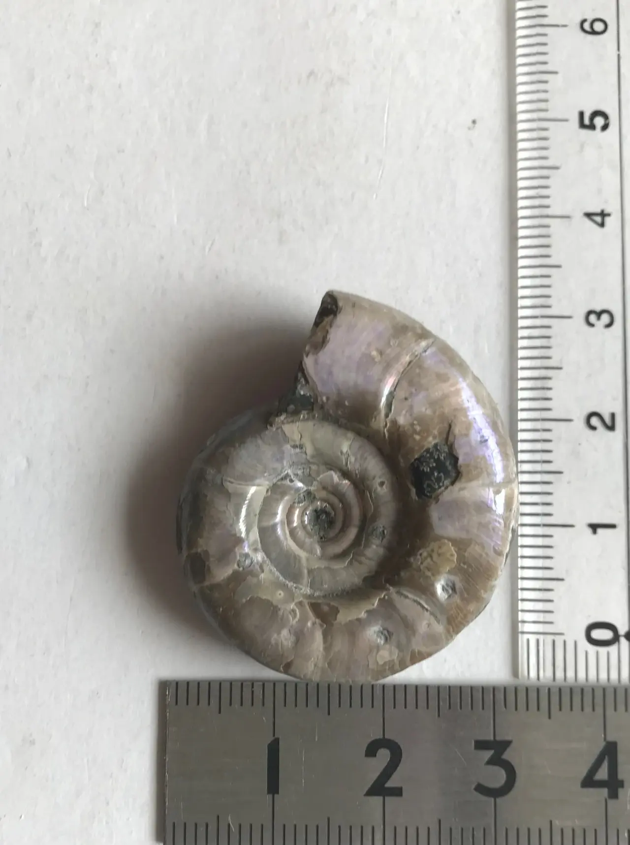 商品名：マダガスカル産 遊色虹色アンモナイト-紫（エオゴードリセラス