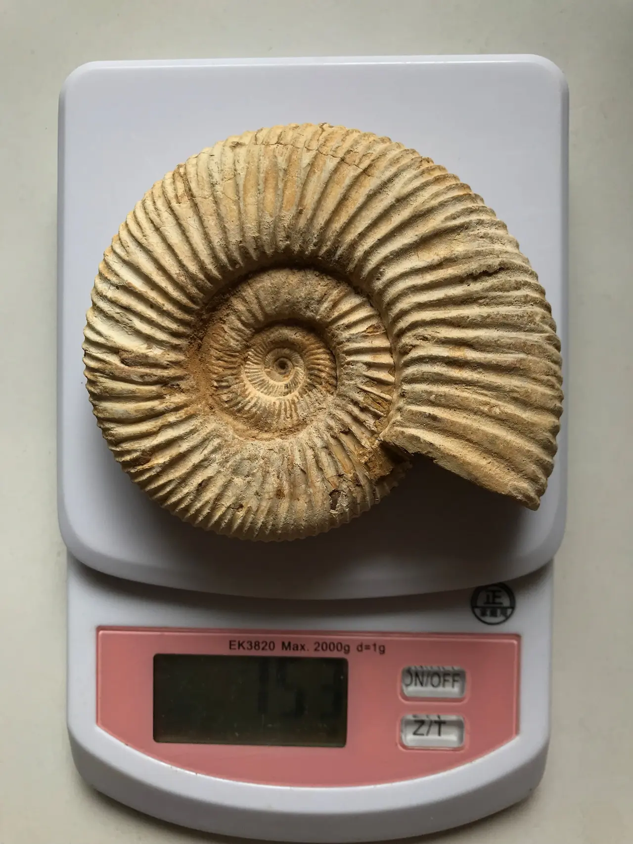 【専用】マダガスカル産　褐色アンモナイト化石白（ペリスフィンクテス）未研磨5個 専用】マダガスカル産 褐色アンモナイト化石白（ペリスフィンク