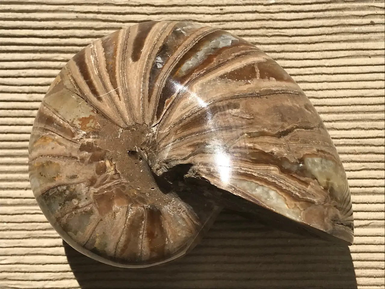 マダガスカル産オウムガイノーチラス化石 研磨個体 | 虹色南瓜石（にじ