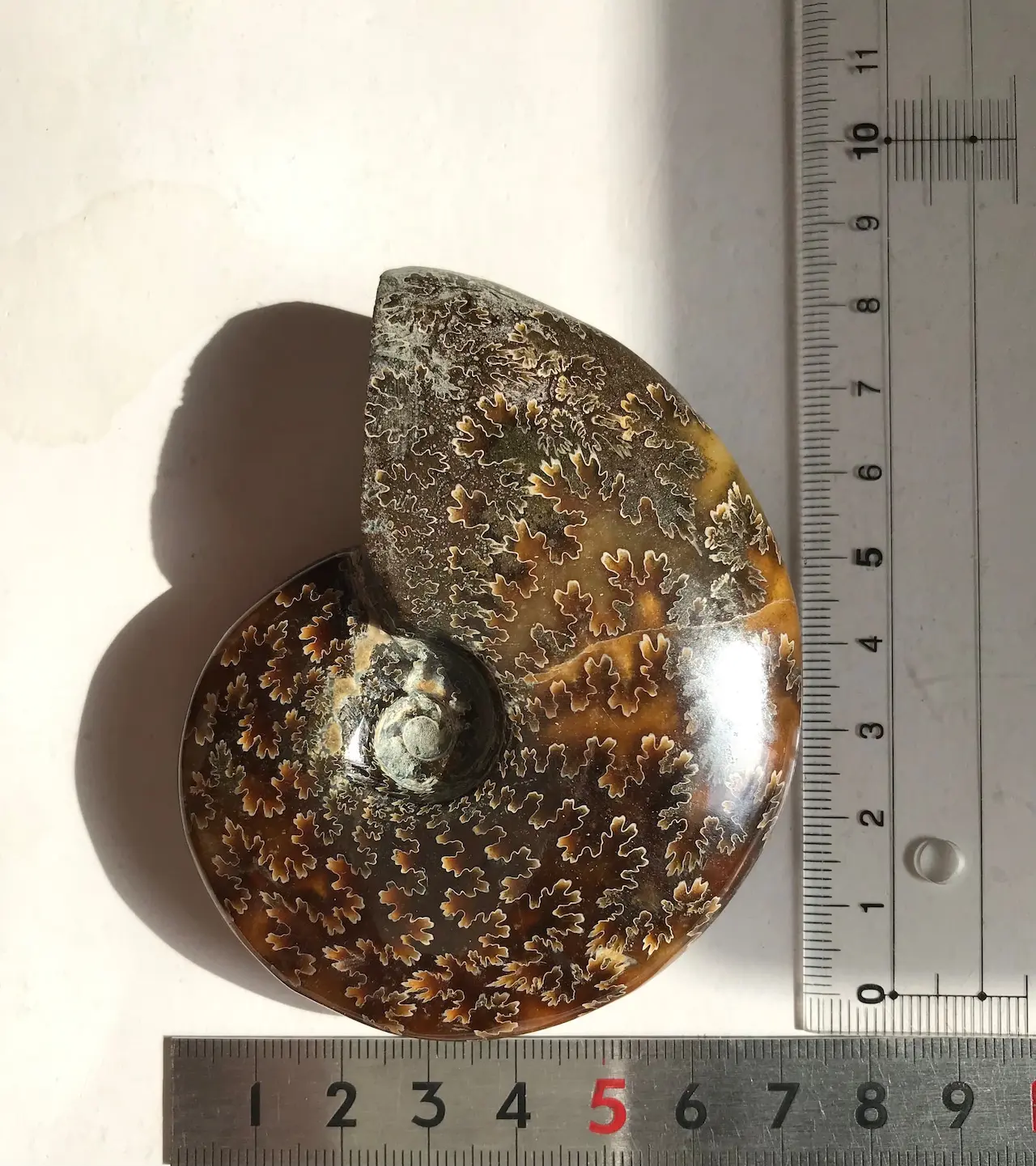 マダガスカル産直輸入　縫合線の浮き出るアンモナイト化石 、9.7cm 220g中型個体、側面に凹凸ある希少個体 マダガスカル産直輸入 縫合線の浮き出るアンモナイト化石 | 虹色南瓜石