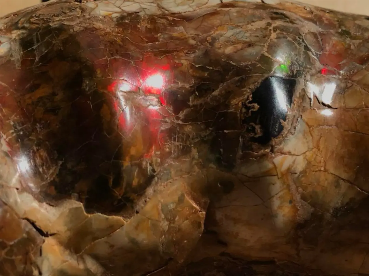 マダガスカル産 アンモナイト化石（Kranosphinctes）巨大個体 | 虹色