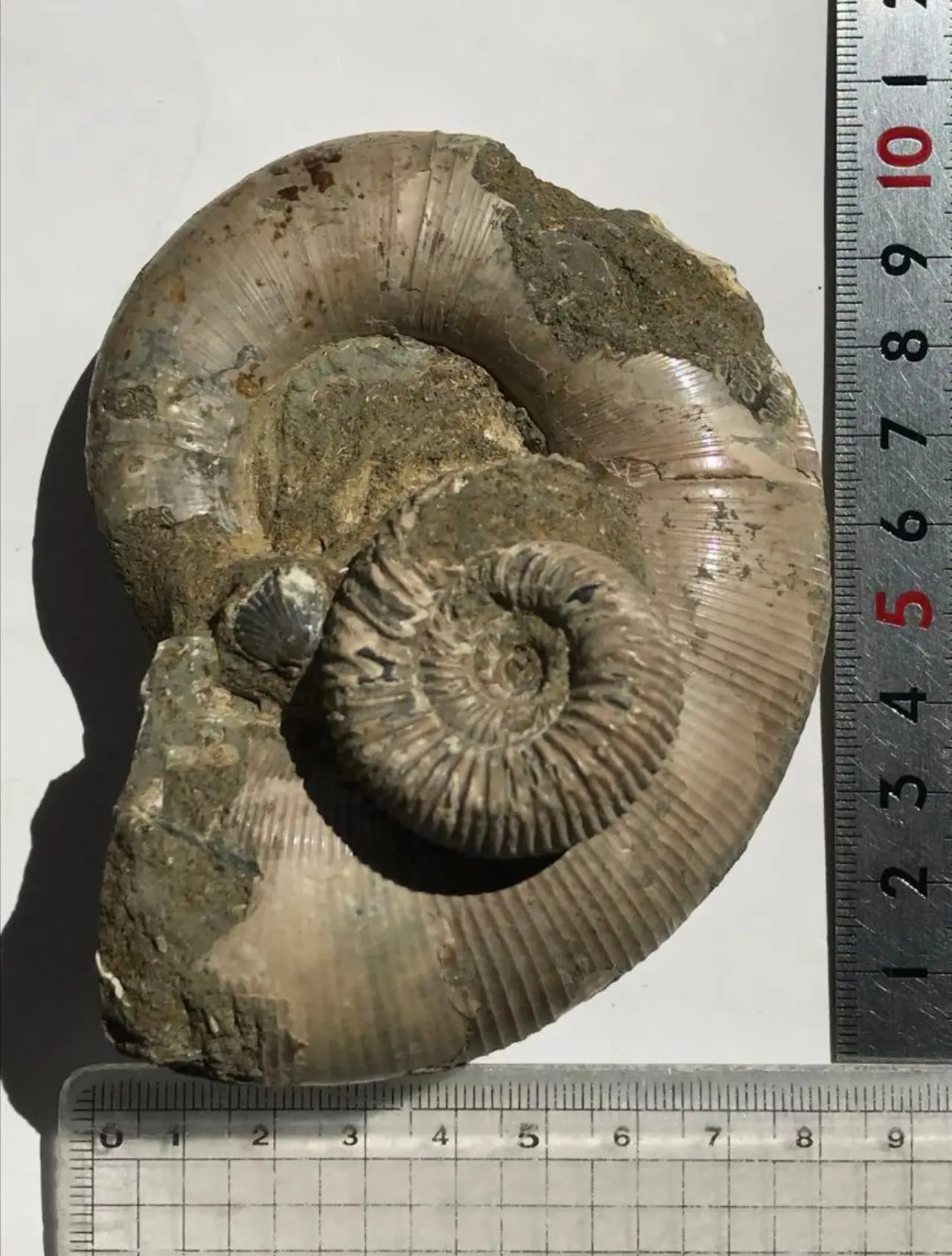 マダガスカル産 アンモナイト化石（リトセラス＋ペリスフィンクテス