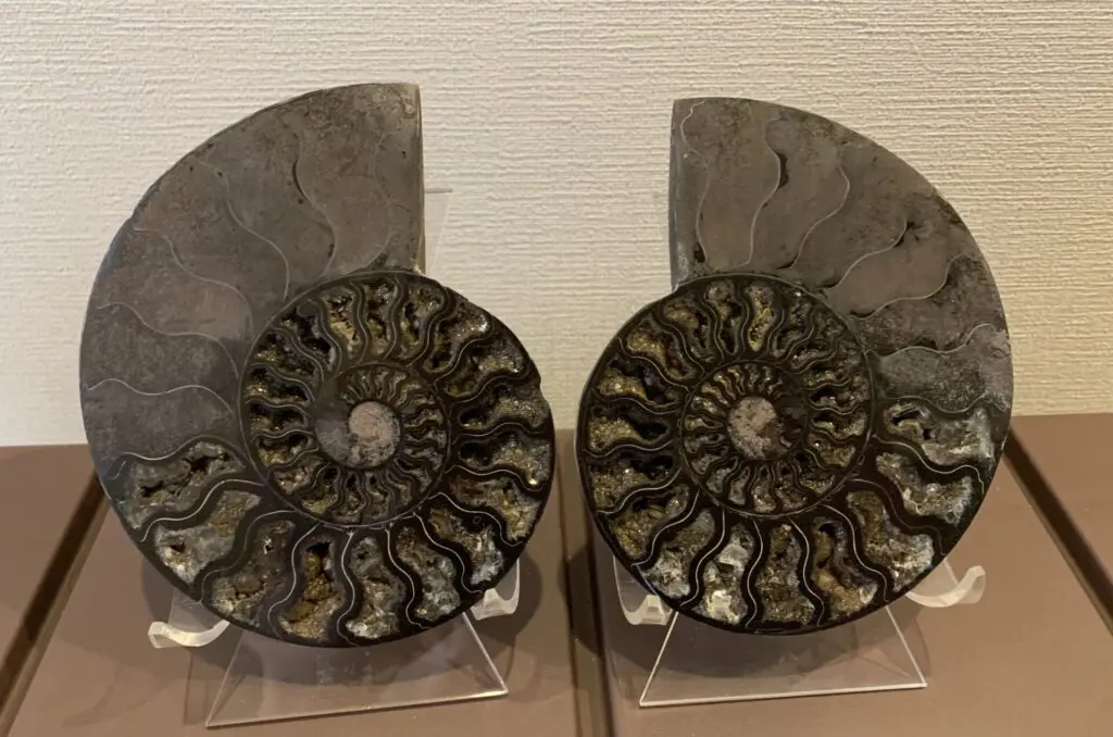 マダガスカル アンモナイト 黒 ブラック 磁力 磁石