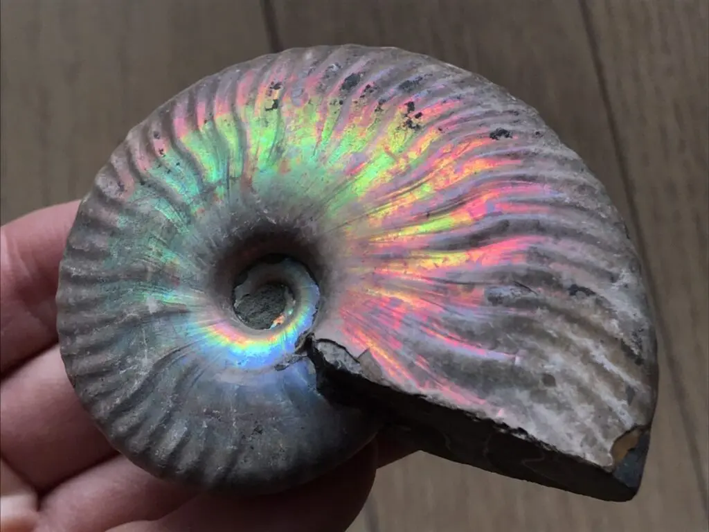 オーム貝 二種セット断面カットとカットなし｜オーム貝 二種セット