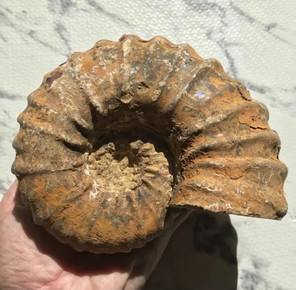 マダガスカル産 アンモナイト化石（キャライコセラス）特大サイズ 稀少