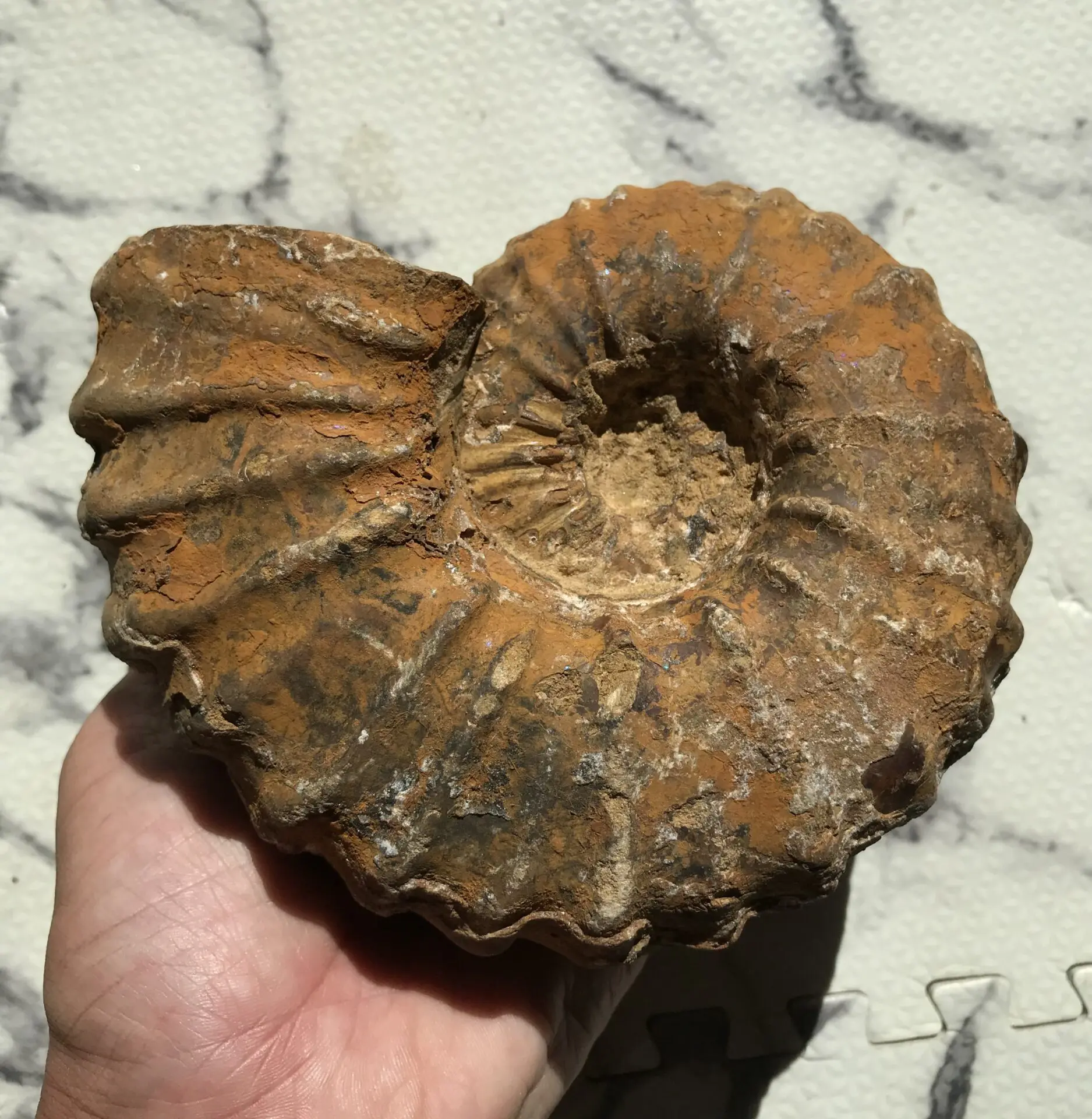 マダガスカル産 アンモナイト化石（キャライコセラス）特大