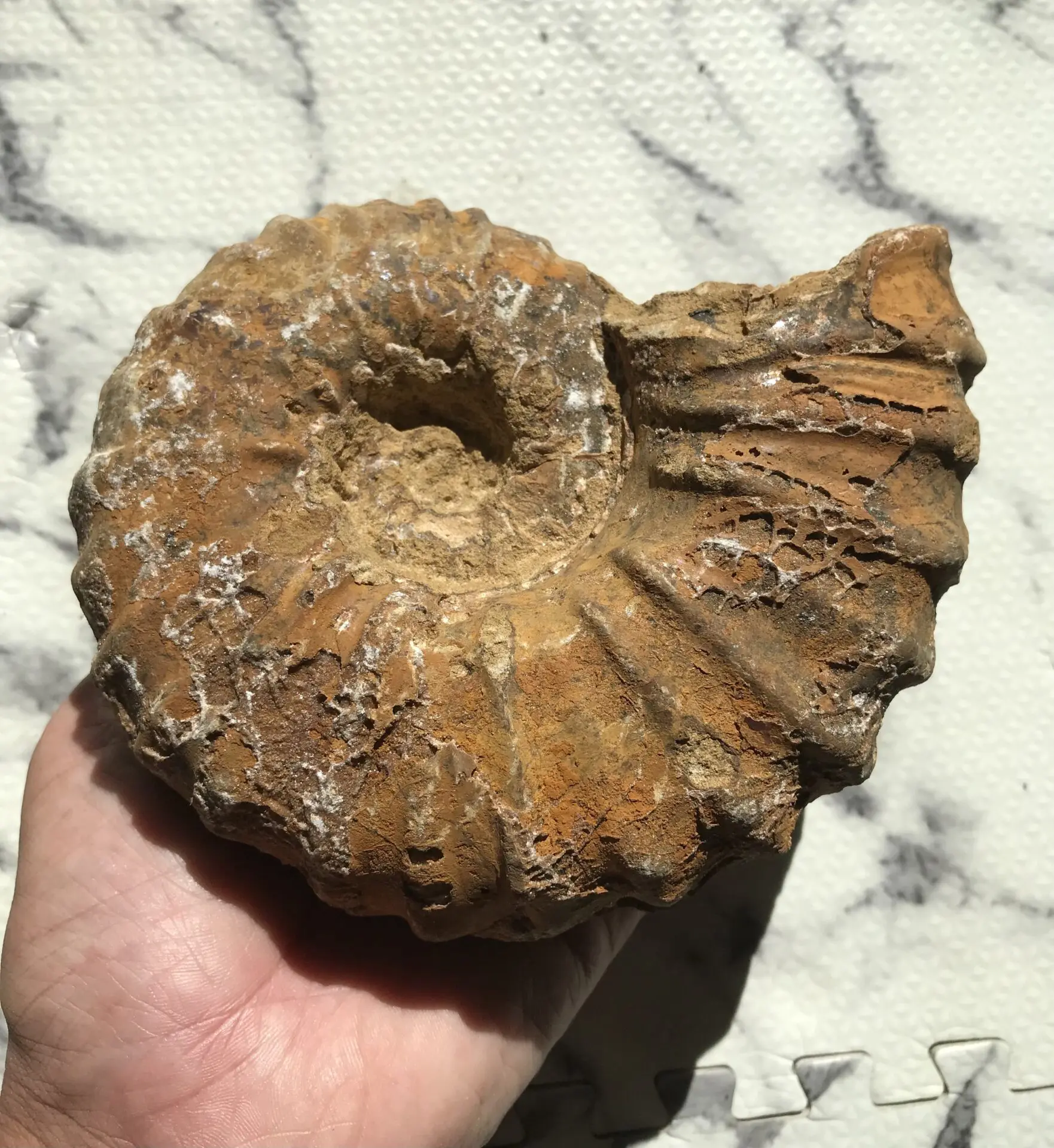 マダガスカル産 アンモナイト化石（キャライコセラス）特大