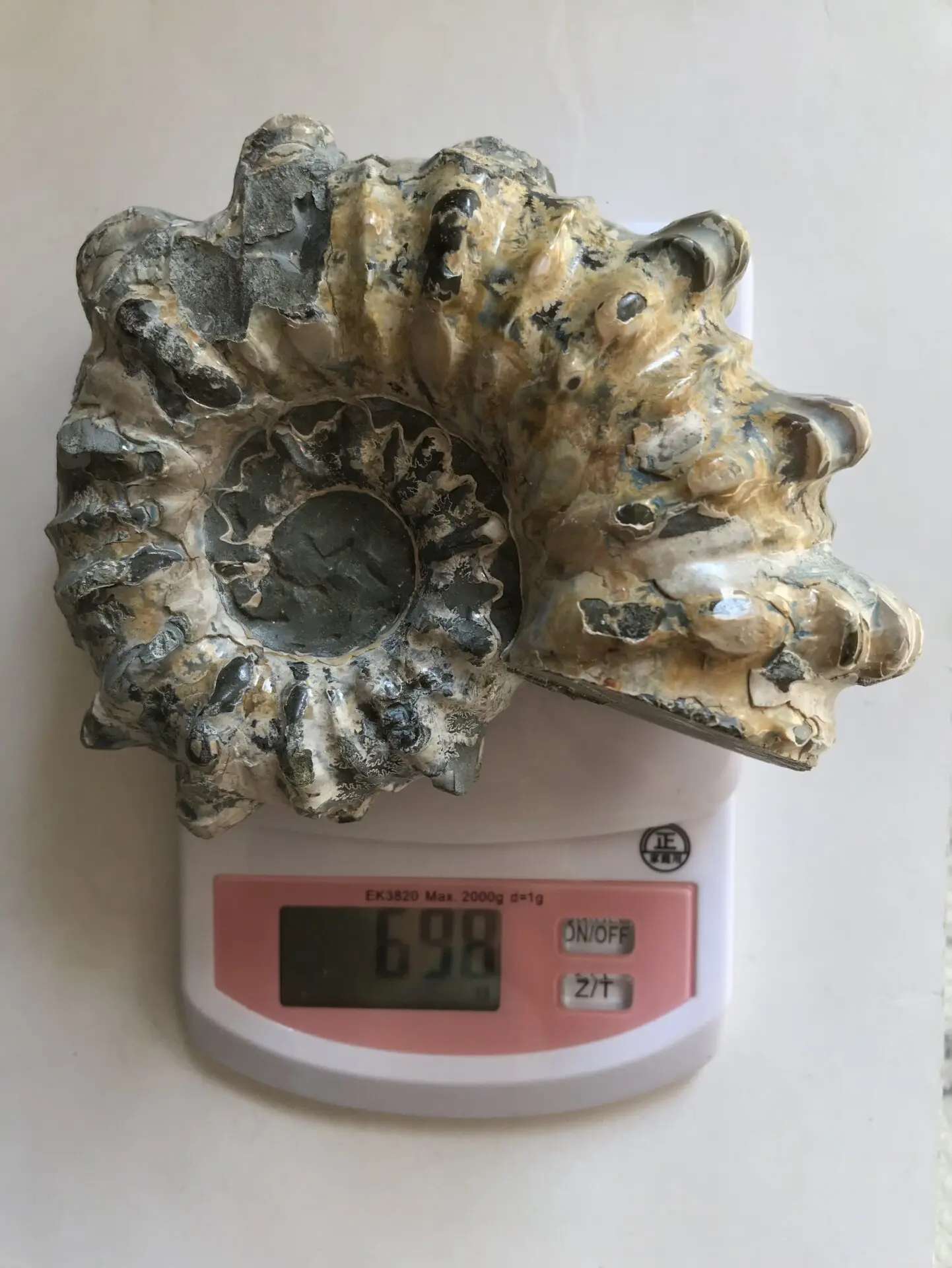 マダガスカル産アンモナイト-ドウビレイセラス・インエクイノーダム