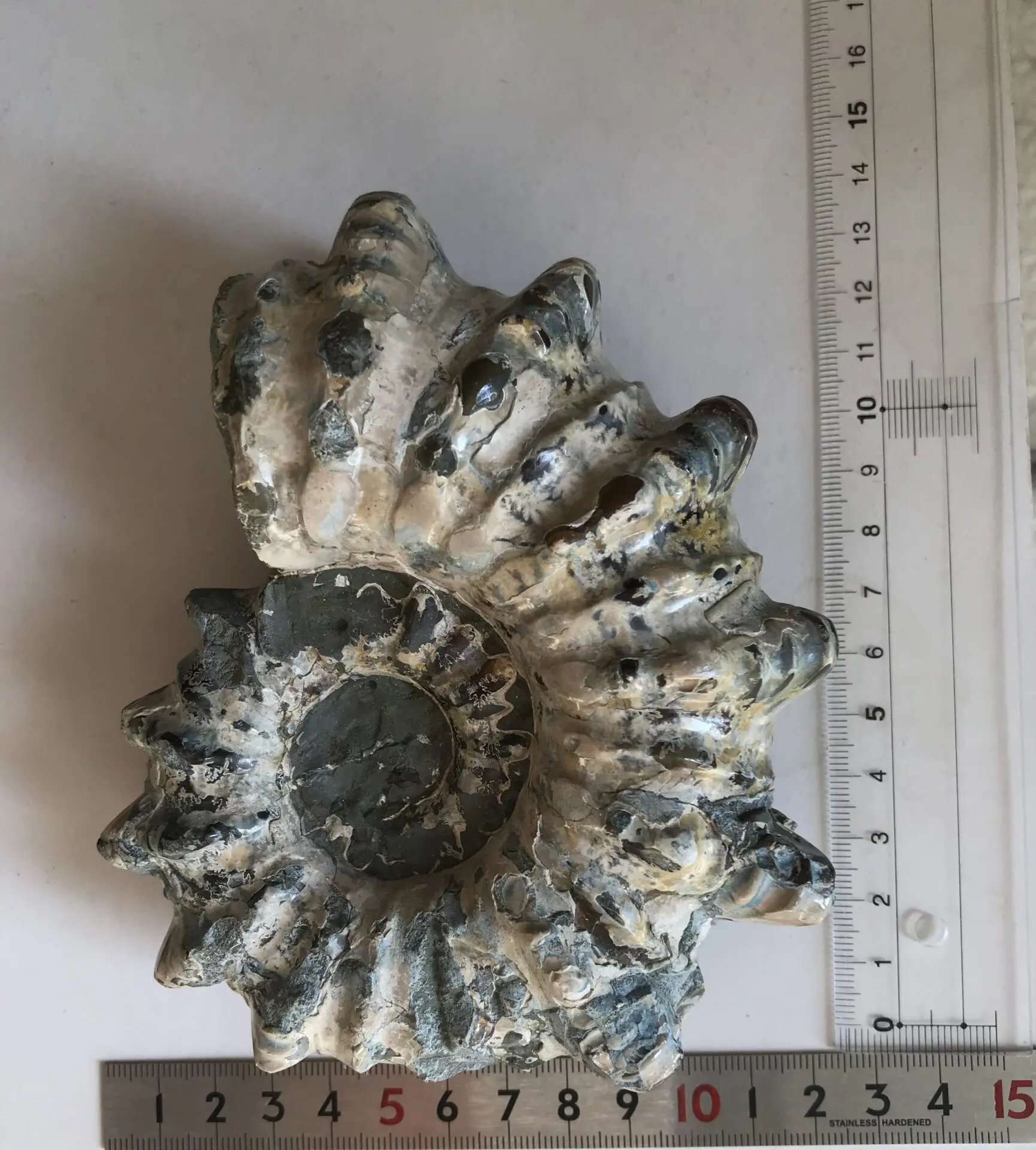 マダガスカル産アンモナイト-ドウビレイセラス・インエクイノーダム