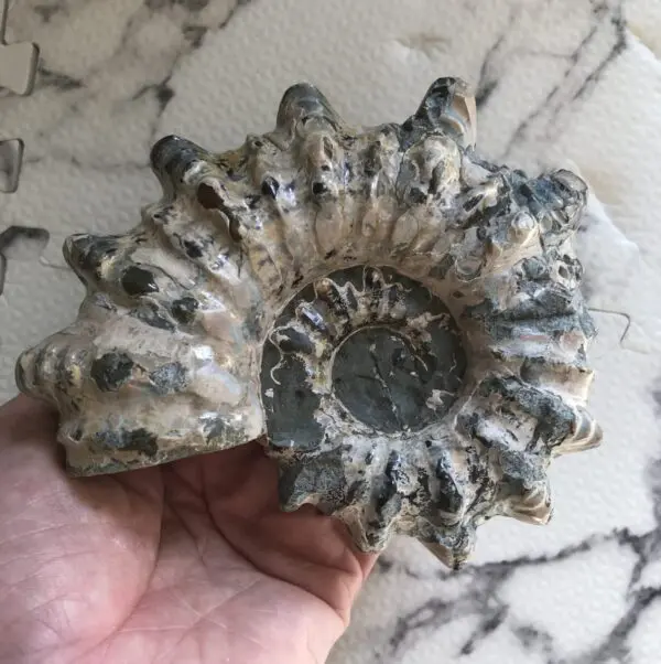 アンモナイト マダガスカル産アンモナイト-ドウビレイセラス・インエクイノーダム