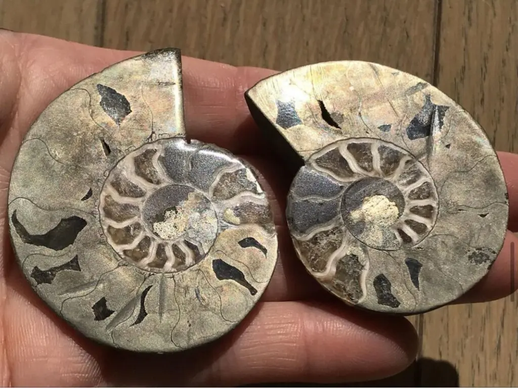 お値下げしました❤️購入前にコメント必須。デカイ！！アンモナイトの化石  1対 マダマダマダガスカル on X: 