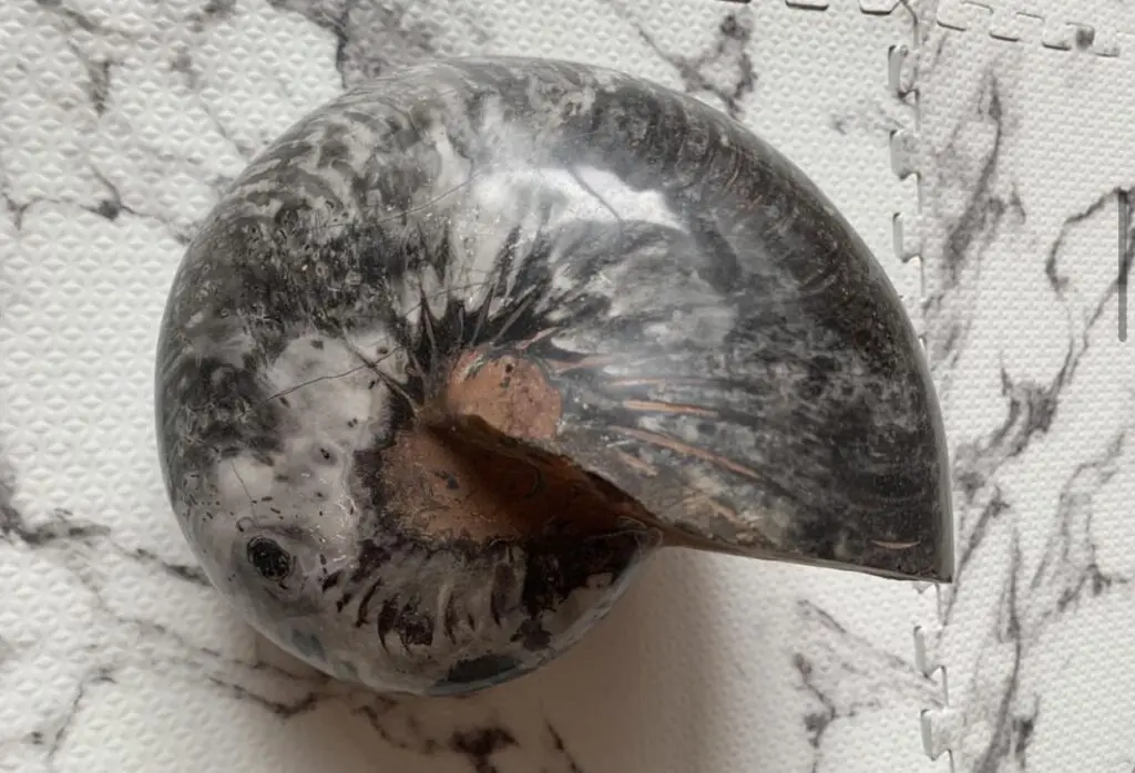 マダガスカル アンモナイト 黒 ブラック 磁力 磁石