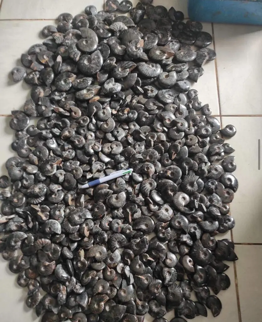 マダガスカル アンモナイト 黒 ブラック 磁力 磁石