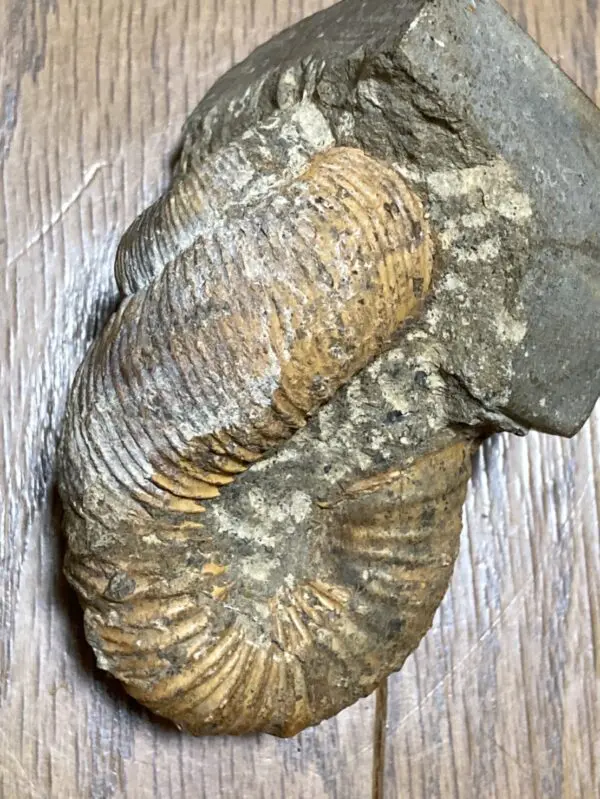 【限定出品】マダガスカル産　異常巻きアンモナイト化石（ノストセラス）　稀少 限定価格】マダガスカル産 異常巻きアンモナイト化石（ノストセラス