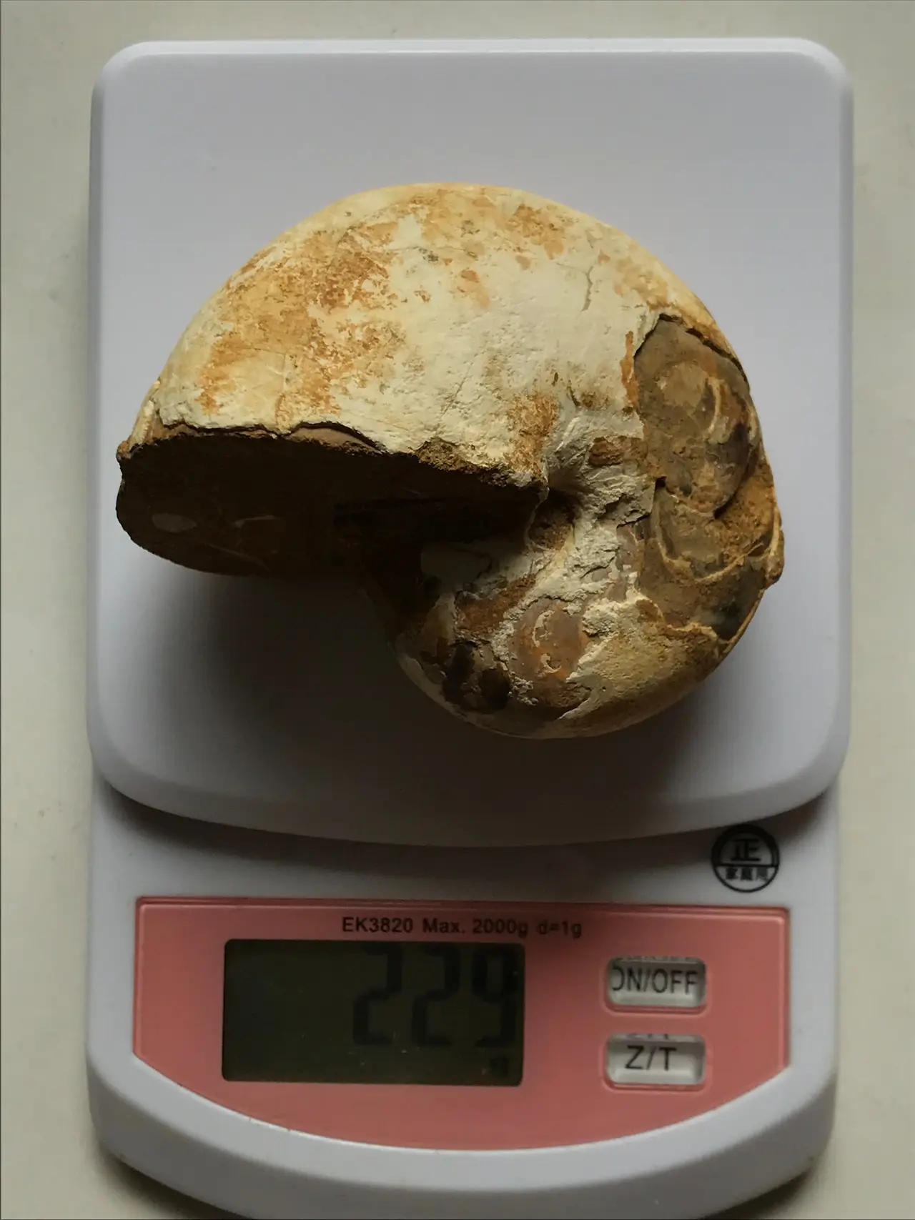 マダガスカル産オウムガイノーチラス・アンモナイト化石 未研磨個体 中