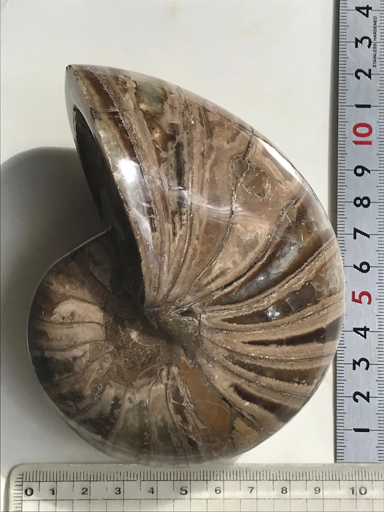 マダガスカル産オウムガイノーチラス化石 研磨個体 | 虹色南瓜石（にじ