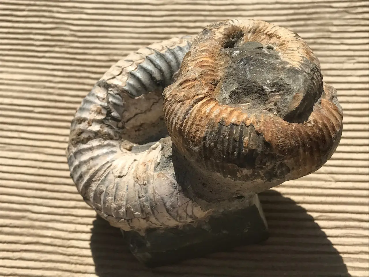 マダガスカル産 異常巻きアンモナイト化石（ノストセラス）母岩付き