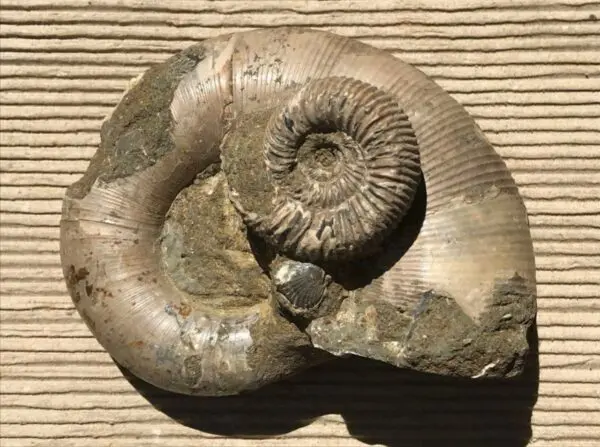 マダガスカル産アンモナイト　貝　化石 マダガスカル産アンモナイト 貝 化石 アンモナイト化石（マダガスカル