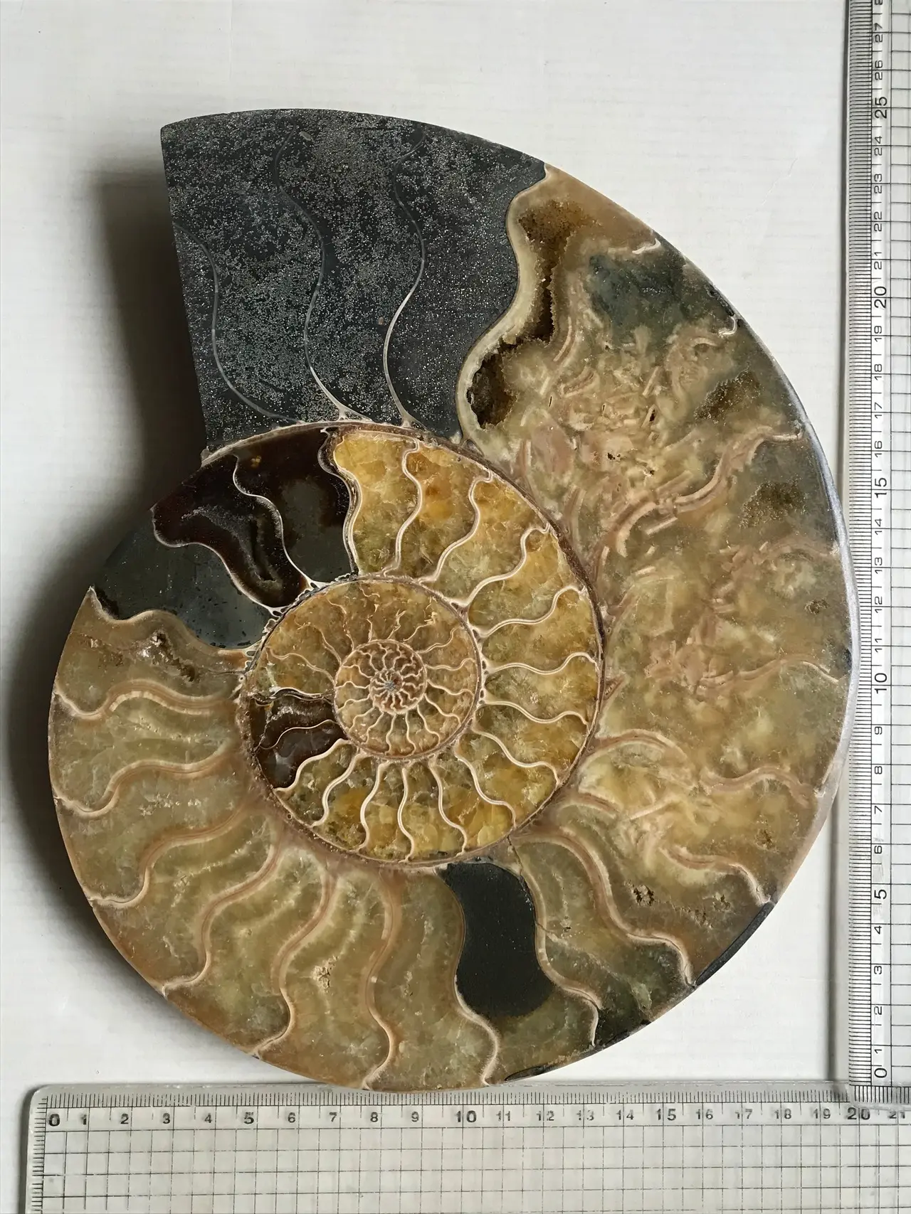 マダガスカル産 クレオニセラス裁断個体、スライスアンモナイト特大