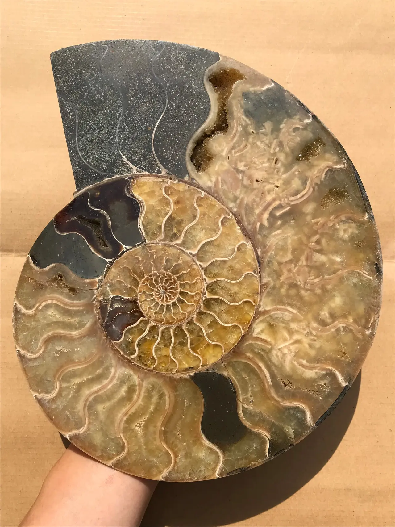 マダガスカル産 クレオニセラス裁断個体、スライスアンモナイト特大