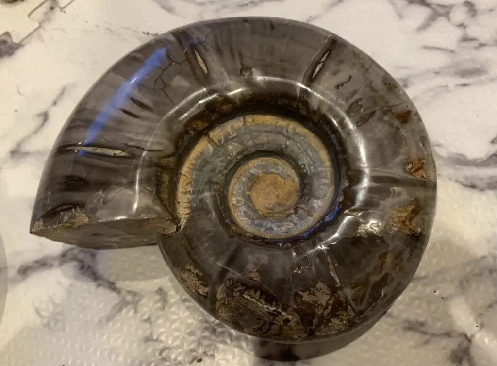 マダガスカル アンモナイト プゾシア 縫合線 パイライト 黄鉄鉱