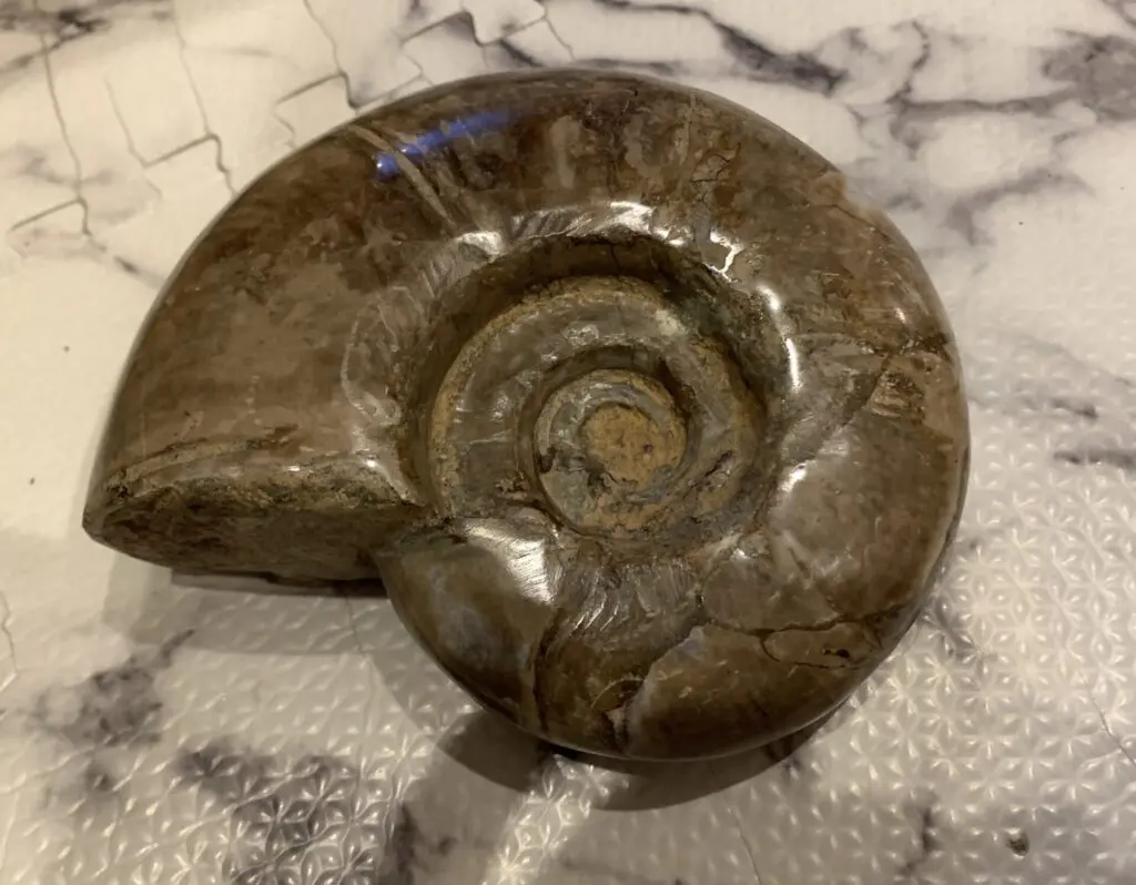 マダガスカル アンモナイト プゾシア 縫合線 パイライト 黄鉄鉱