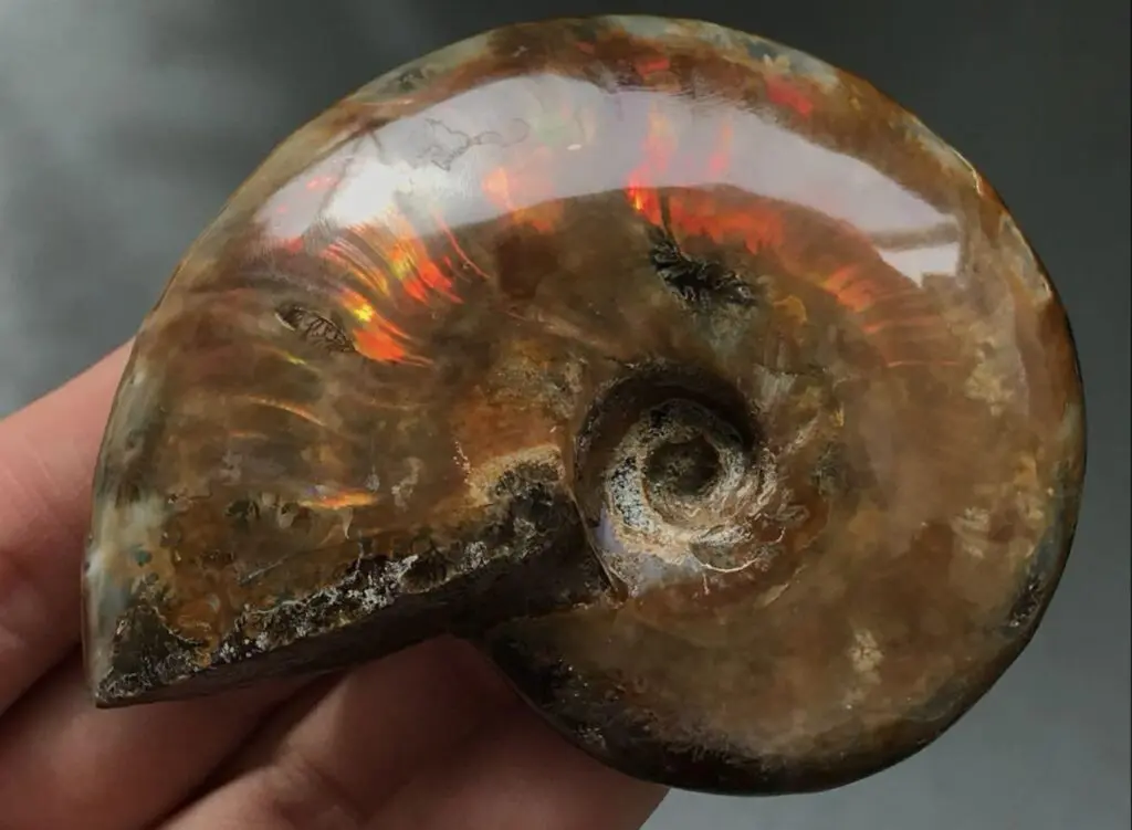 マダガスカル アンモナイト ビューダンティセラス Beudanticeras