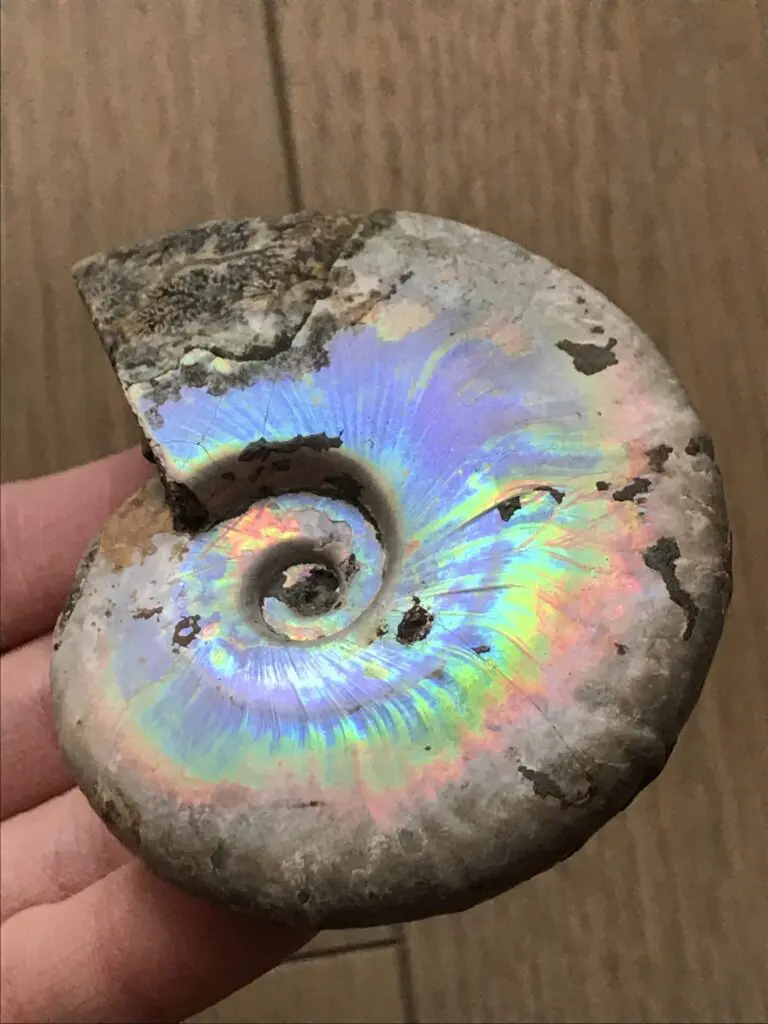 マダガスカル アンモナイト ビューダンティセラス Beudanticeras 化石