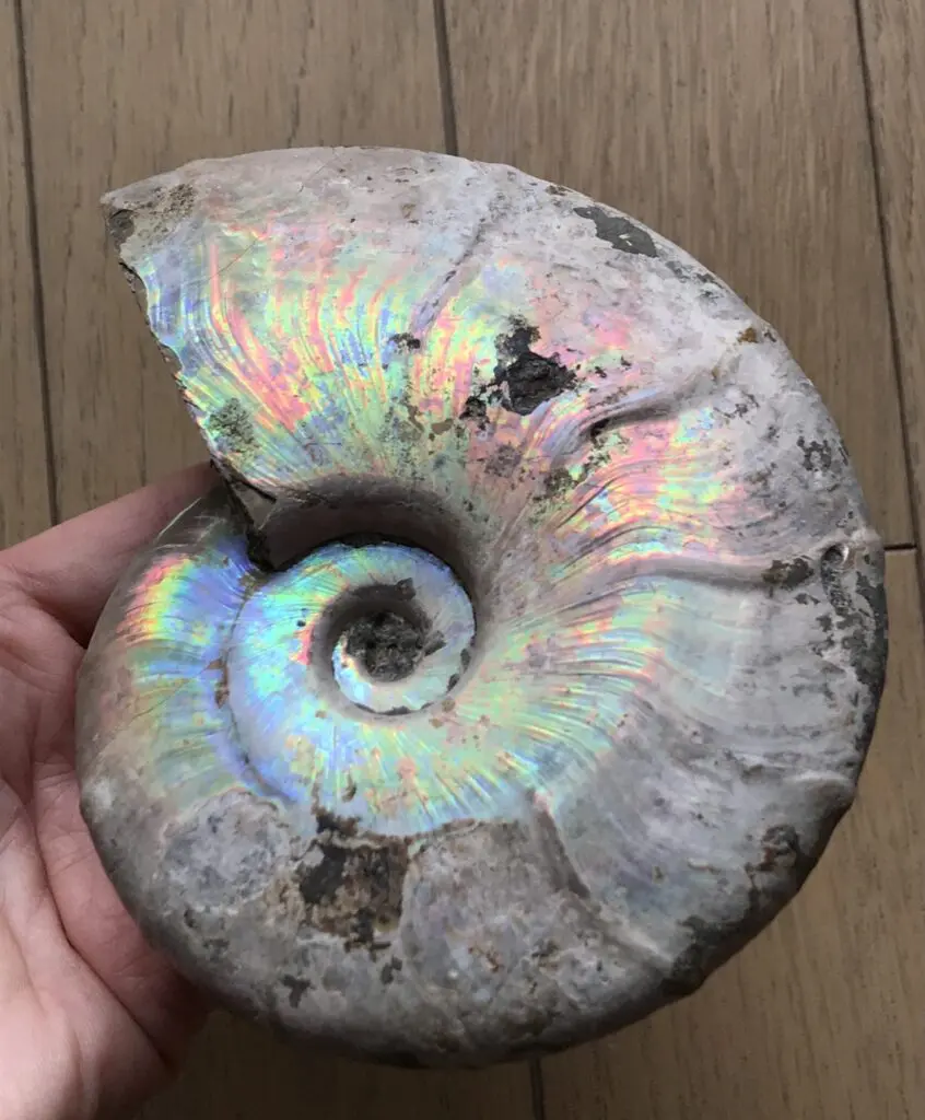 マダガスカル アンモナイト ビューダンティセラス Beudanticeras 化石