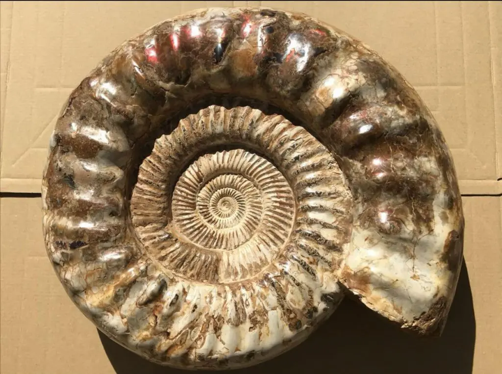 アンモナイトの修復について | 虹色南瓜石（にじいろかぼちゃいし）