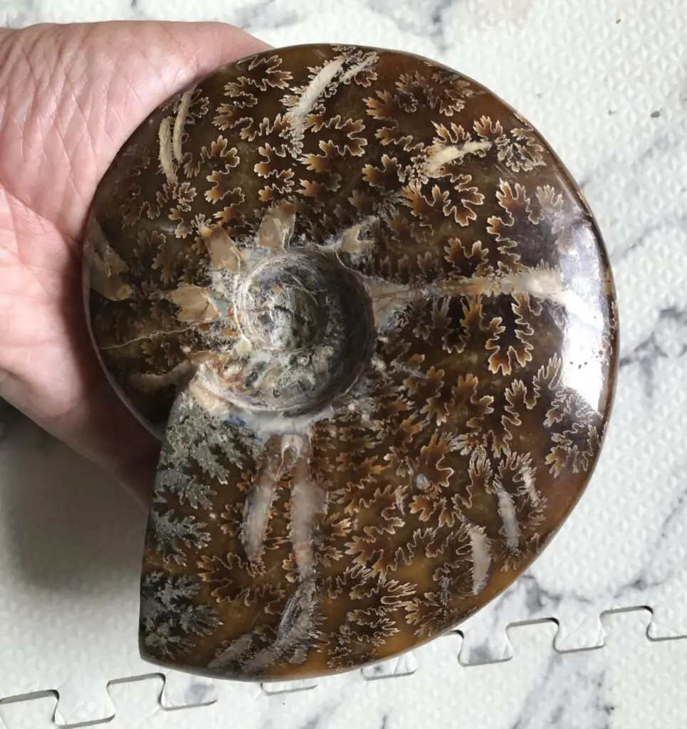 お値下げしました❤️購入前にコメント必須。デカイ！！アンモナイトの化石  1対 アンモナイトの修復について | 虹色南瓜石（にじいろかぼちゃいし）