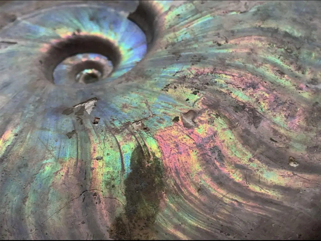 【限定出品】マダガスカル産　アンモナイト化石青（クリオニセラス）超特大サイズ マダガスカル産 アンモナイト化石青（クリオニセラス）大サイズ