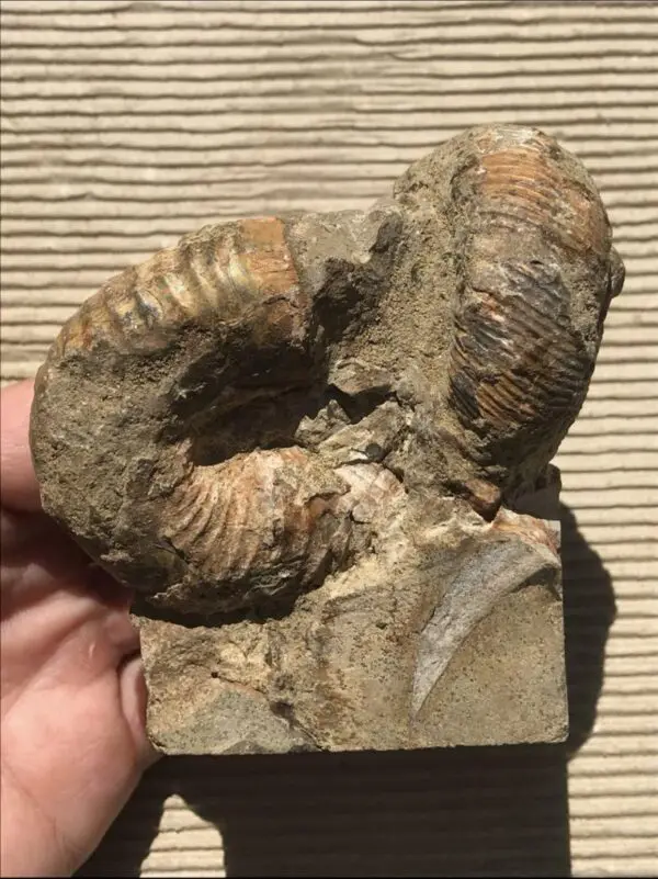 マダガスカル産 異常巻きアンモナイト化石（ノストセラス）母岩付き