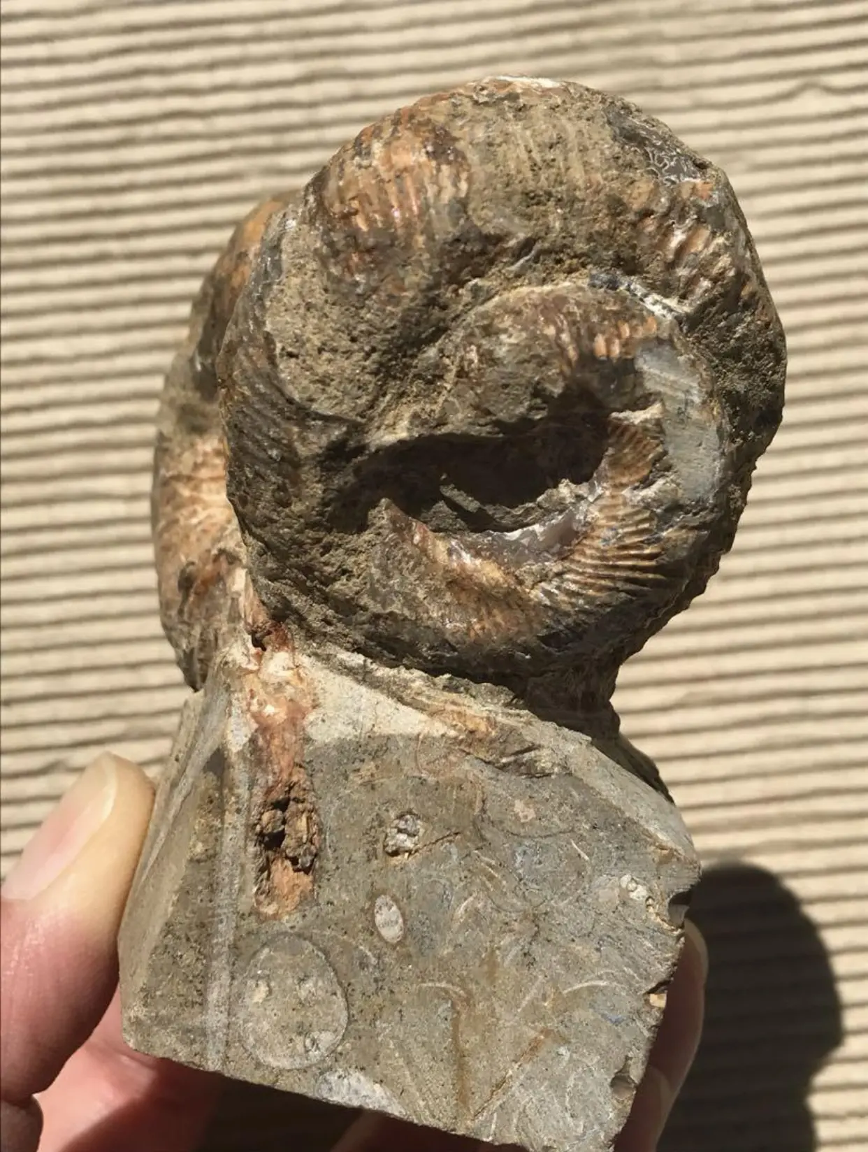 マダガスカル産 異常巻きアンモナイト化石（ノストセラス）母岩