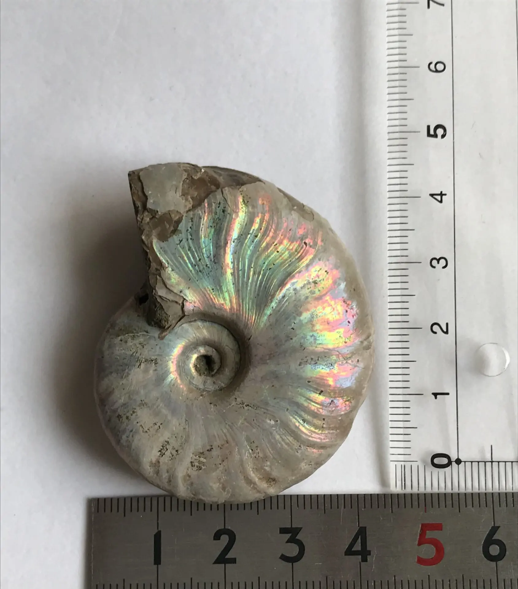 マダガスカル産　アンモナイト化石青（クリオニセラス）大サイズ マダガスカル産直輸入 縫合線の浮き出るアンモナイト化石