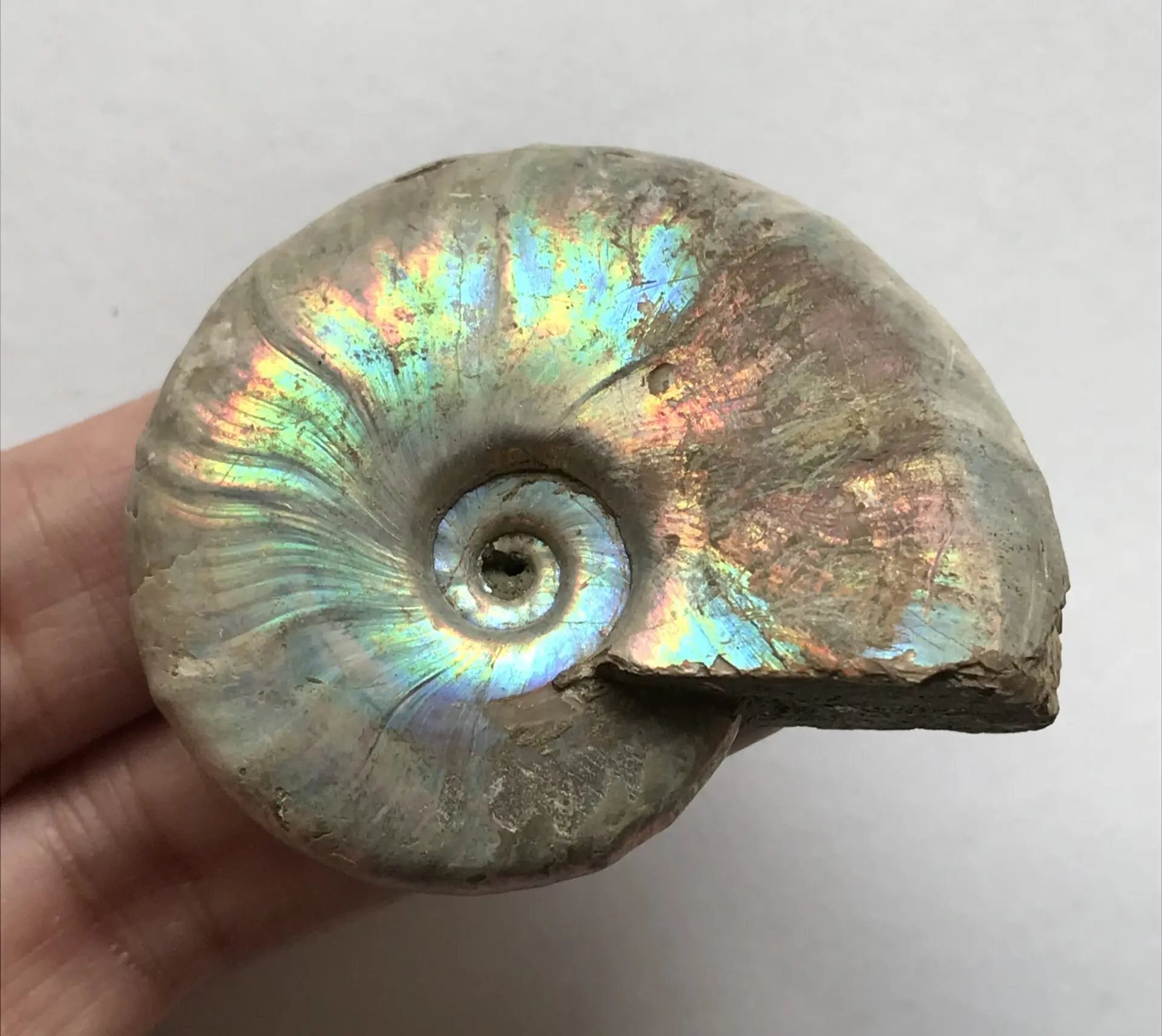 【特別価格】マダガスカル産　アンモナイト化石青（クリオニセラス）大サイズ マダガスカル産 アンモナイト化石青（クリオニセラス）大サイズ