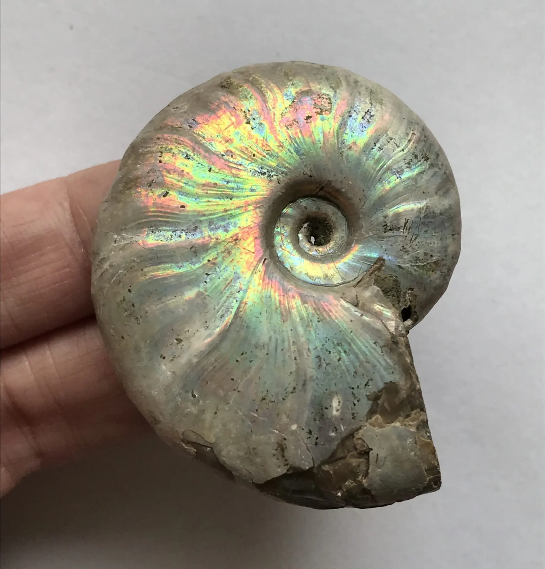 マダガスカル産 遊色虹色アンモナイト-青（クレオニセラス）34g