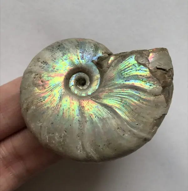 アンモライト化石　天然石　虹色　マダガスカル産　石標本　超大型 アンモライト化石 天然石 虹色 マダガスカル産 石標本 超大型