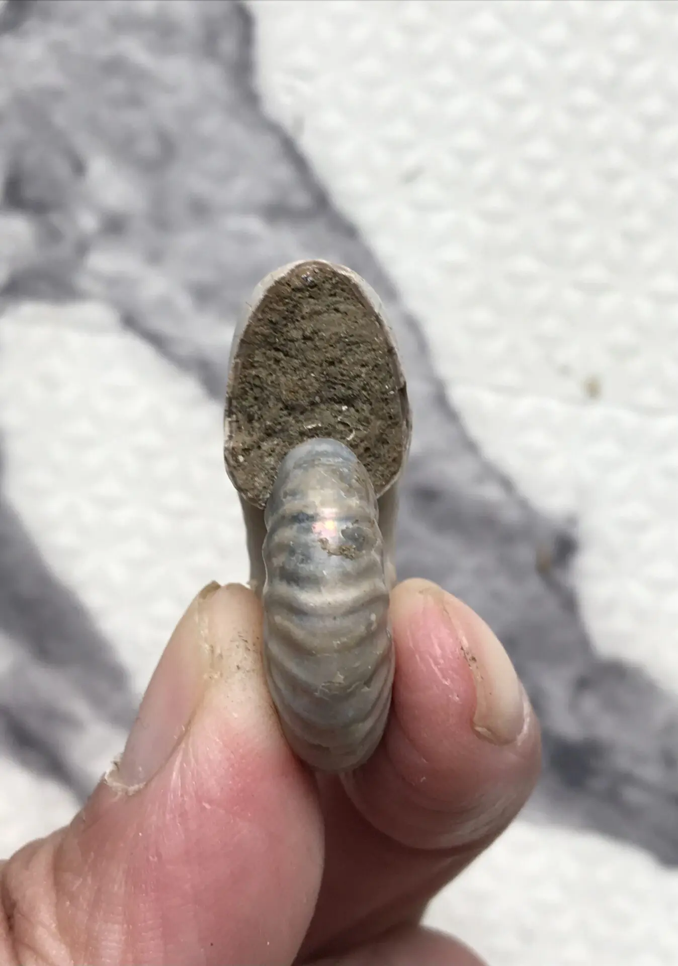 マダガスカル産 遊色虹色アンモナイト-青ピンク青発色 マダガス