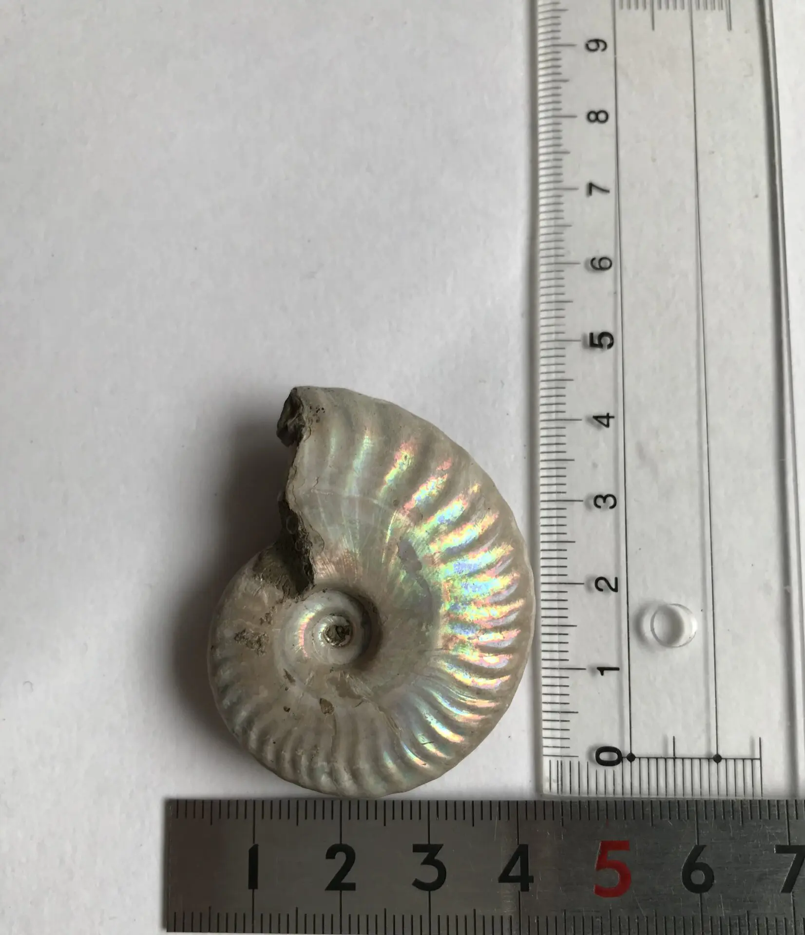 マダガスカル産 遊色虹色アンモナイト-白（クリオニセラス）、格安、1509g 19.5cm 1円スタート、青緑発色の巨大個体