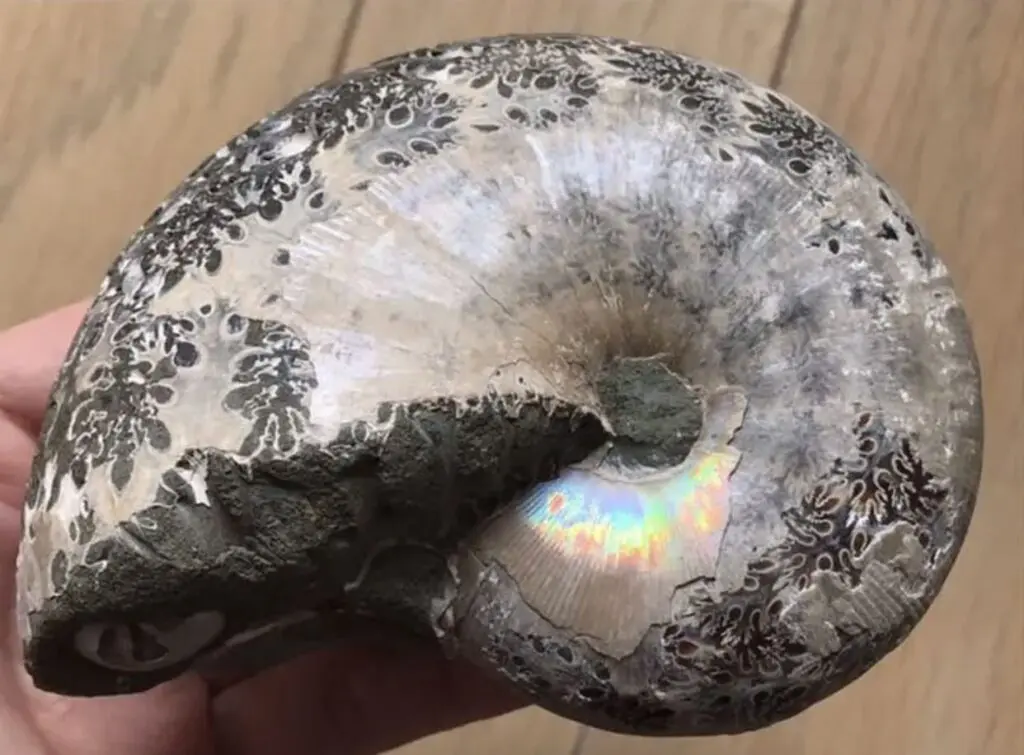 マダガスカル アンモナイト 縫合線 フィロセラス クレオニセラス