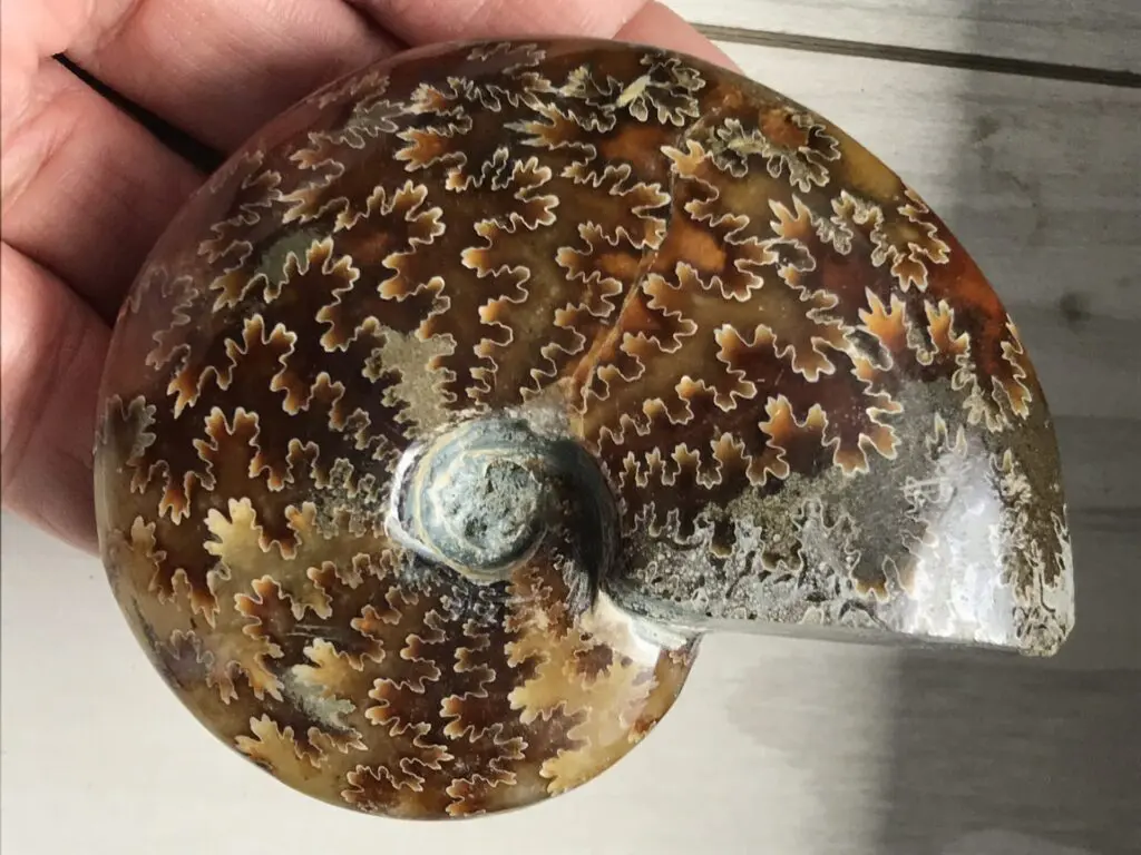 マダガスカル アンモナイト 縫合線 フィロセラス クレオニセラス