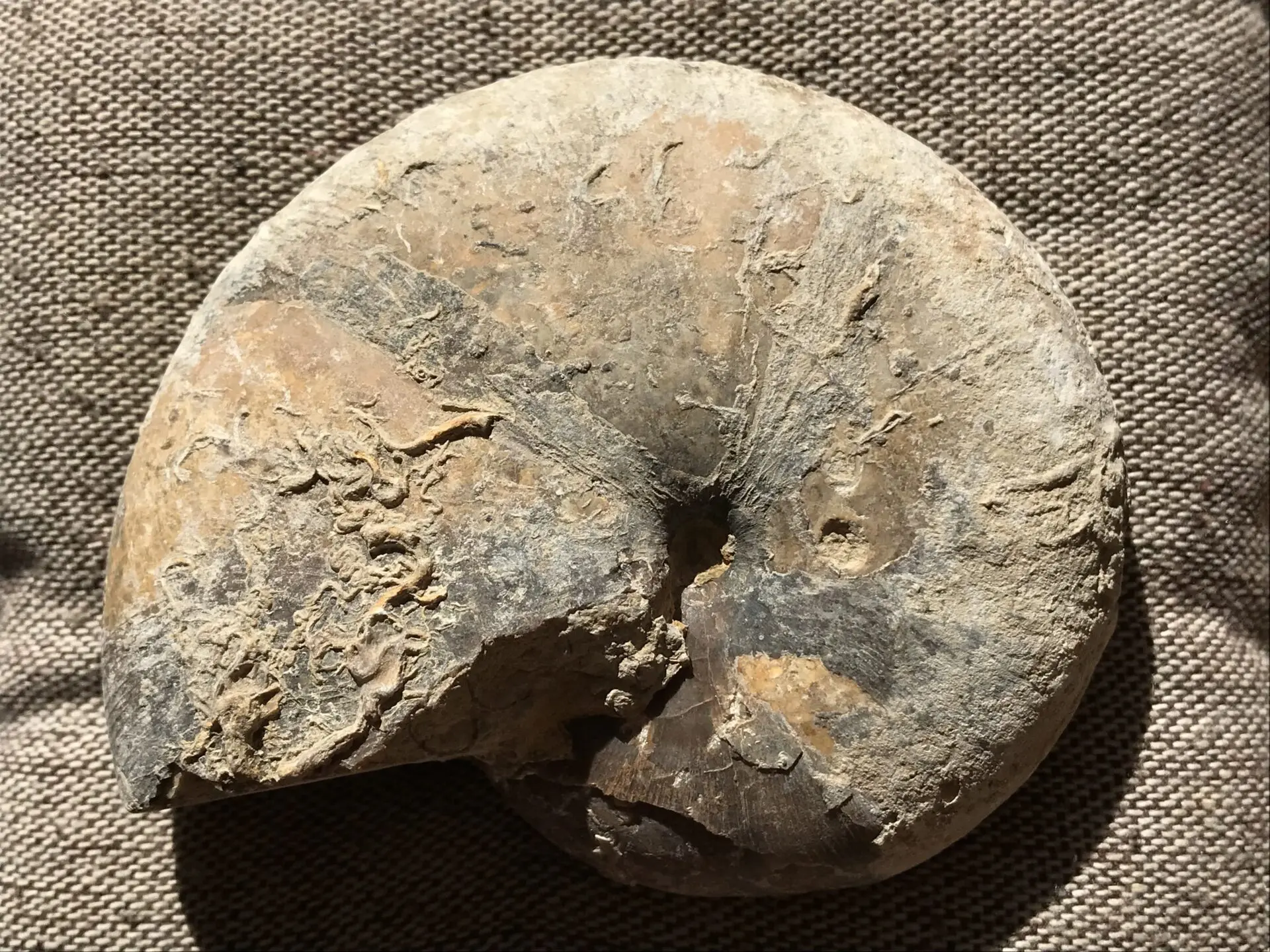 マダガスカル　メナベ産　アンモナイト化石　大サイズ　稀少 マダガスカル メナベ産 アンモナイト化石 大サイズ 稀少