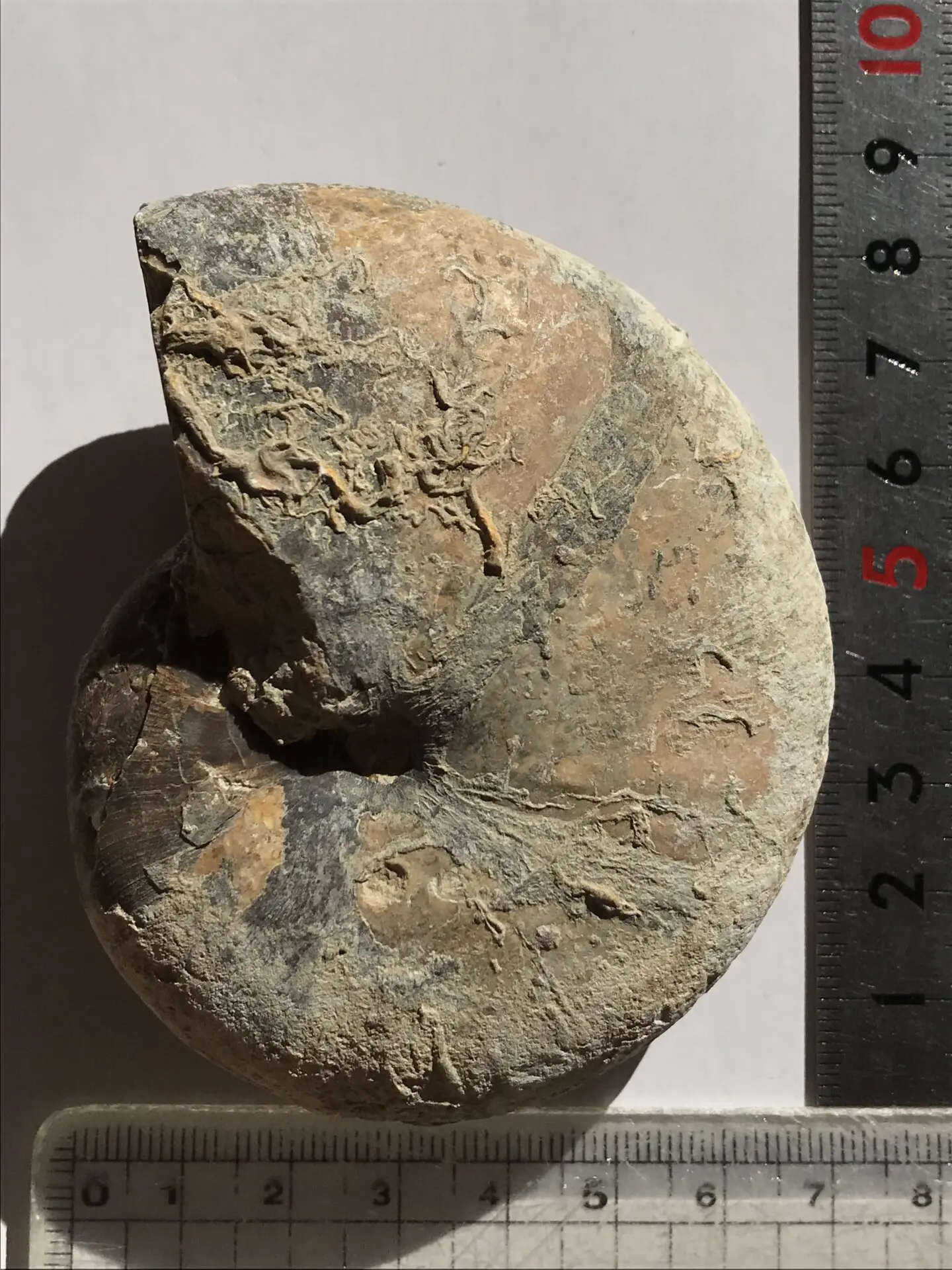 マダガスカル メナベ産 アンモナイト化石 稀少 中サイズ | 虹色南瓜石