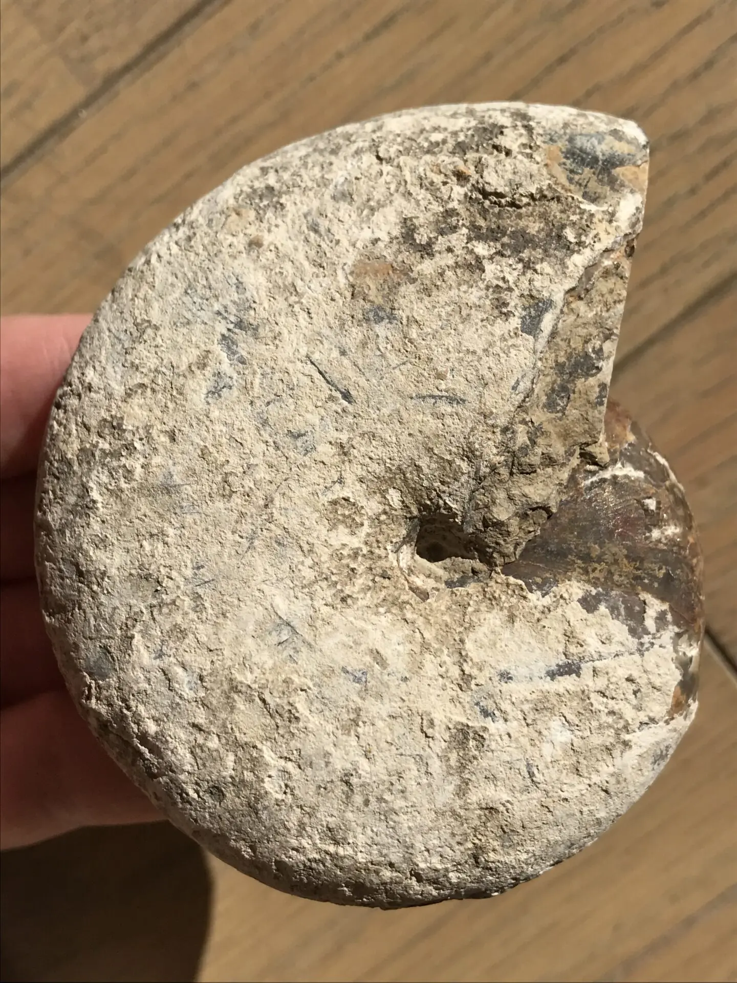 マダガスカル　メナベ産　アンモナイト化石　大サイズ　稀少 マダガスカル メナベ産 アンモナイト化石 稀少 中サイズ | 虹色