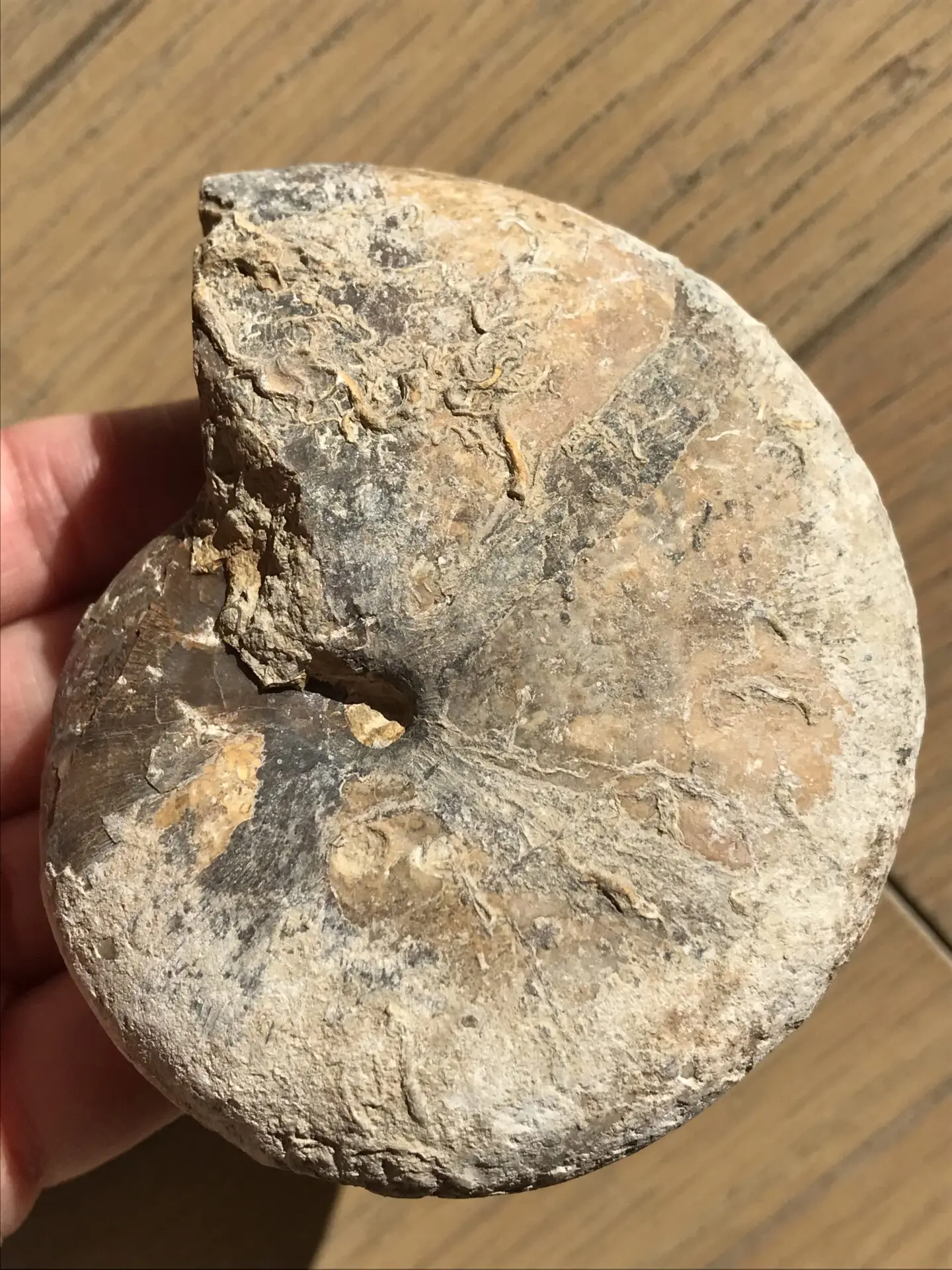 マダガスカル　メナベ産　アンモナイト化石　大サイズ　稀少 マダガスカル メナベ産 アンモナイト化石 稀少 中サイズ | 虹色南瓜石