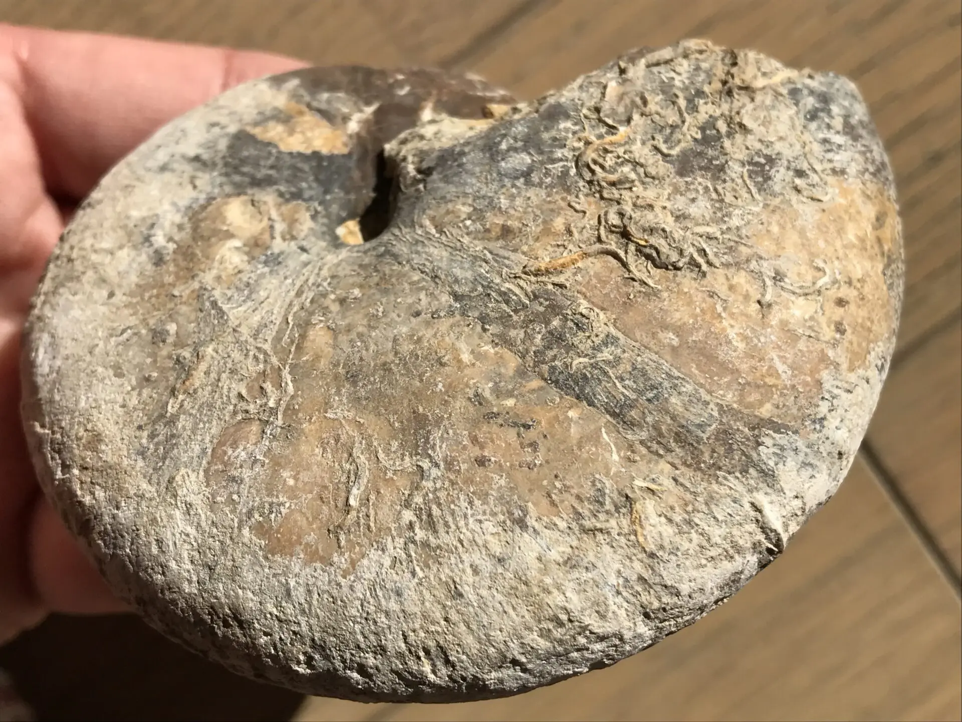 マダガスカル　メナベ産　アンモナイト化石　大サイズ　稀少 マダガスカル メナベ産 アンモナイト化石 稀少 中サイズ | 虹色