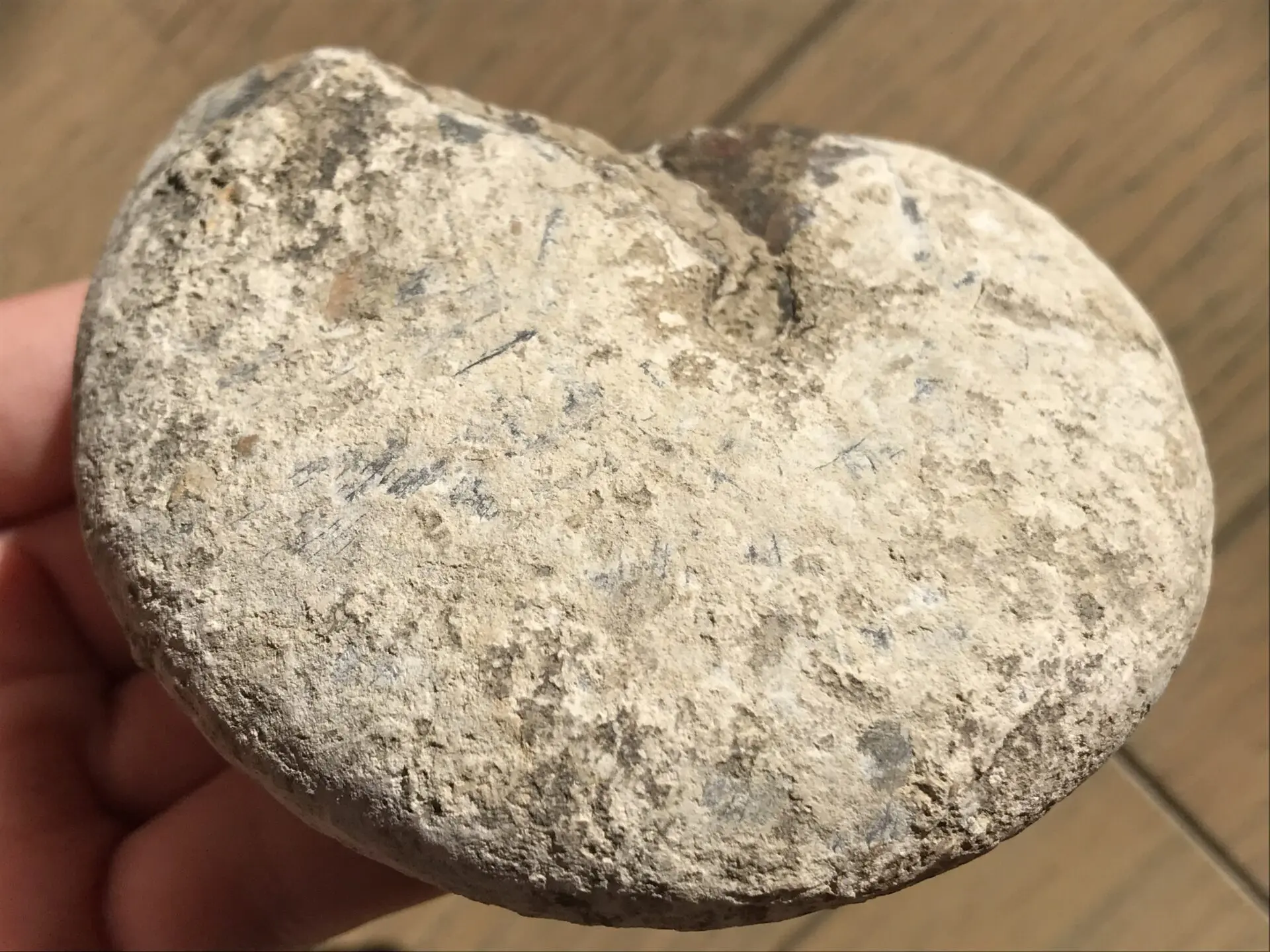 マダガスカル　メナベ産　アンモナイト化石　大サイズ　稀少 マダガスカル メナベ産 アンモナイト化石 稀少 中サイズ | 虹色