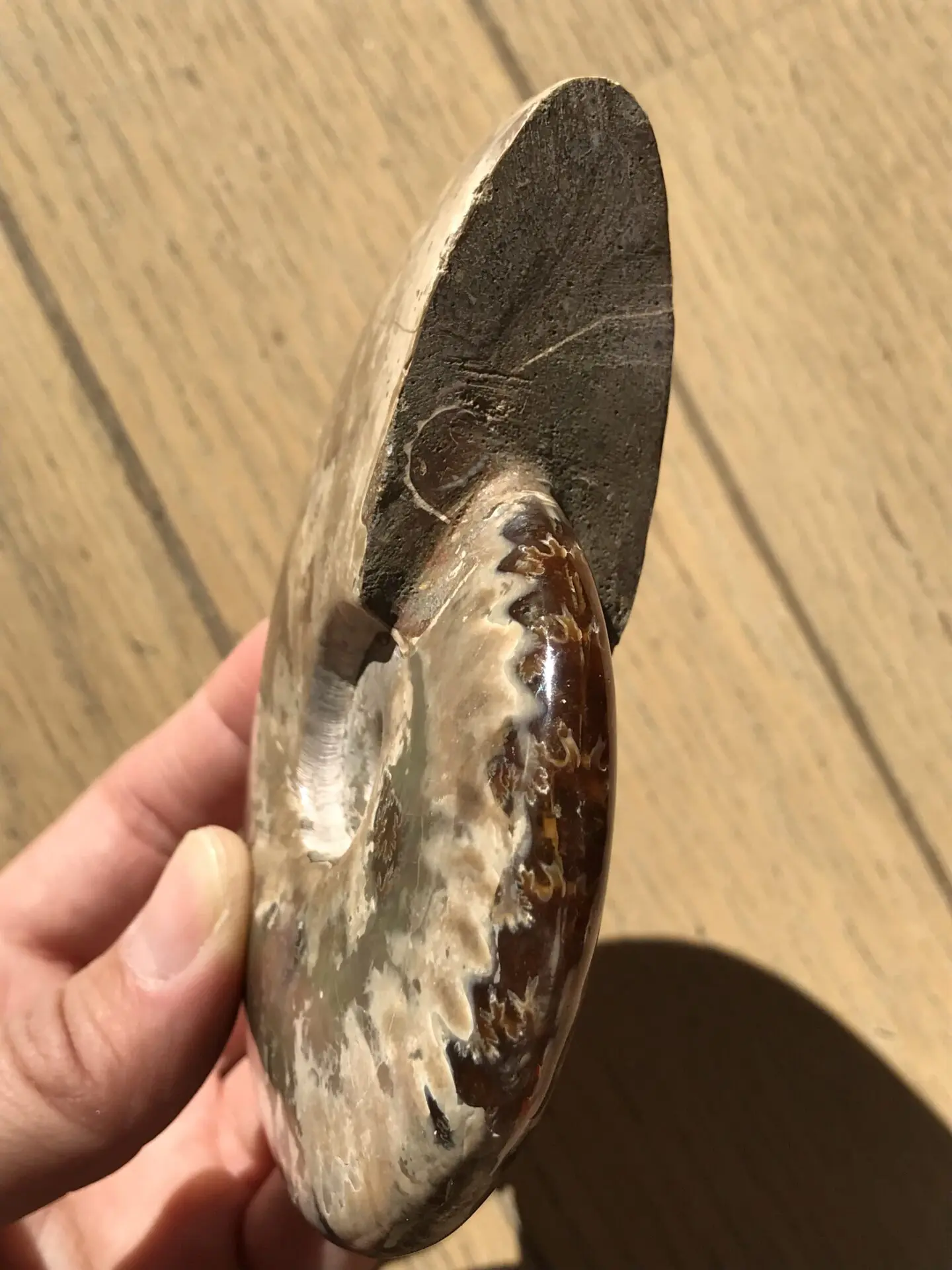 マダガスカル産 アンモナイト化石赤（クリオニセラス）中サイズ | 虹色