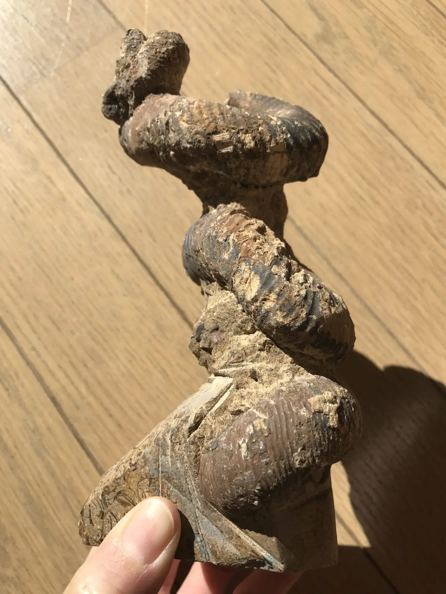 マダガスカル産　異常巻きアンモナイト化石（ノストセラス）母岩付き マダガスカル産 異常巻きアンモナイト化石（ノストセラス）母岩